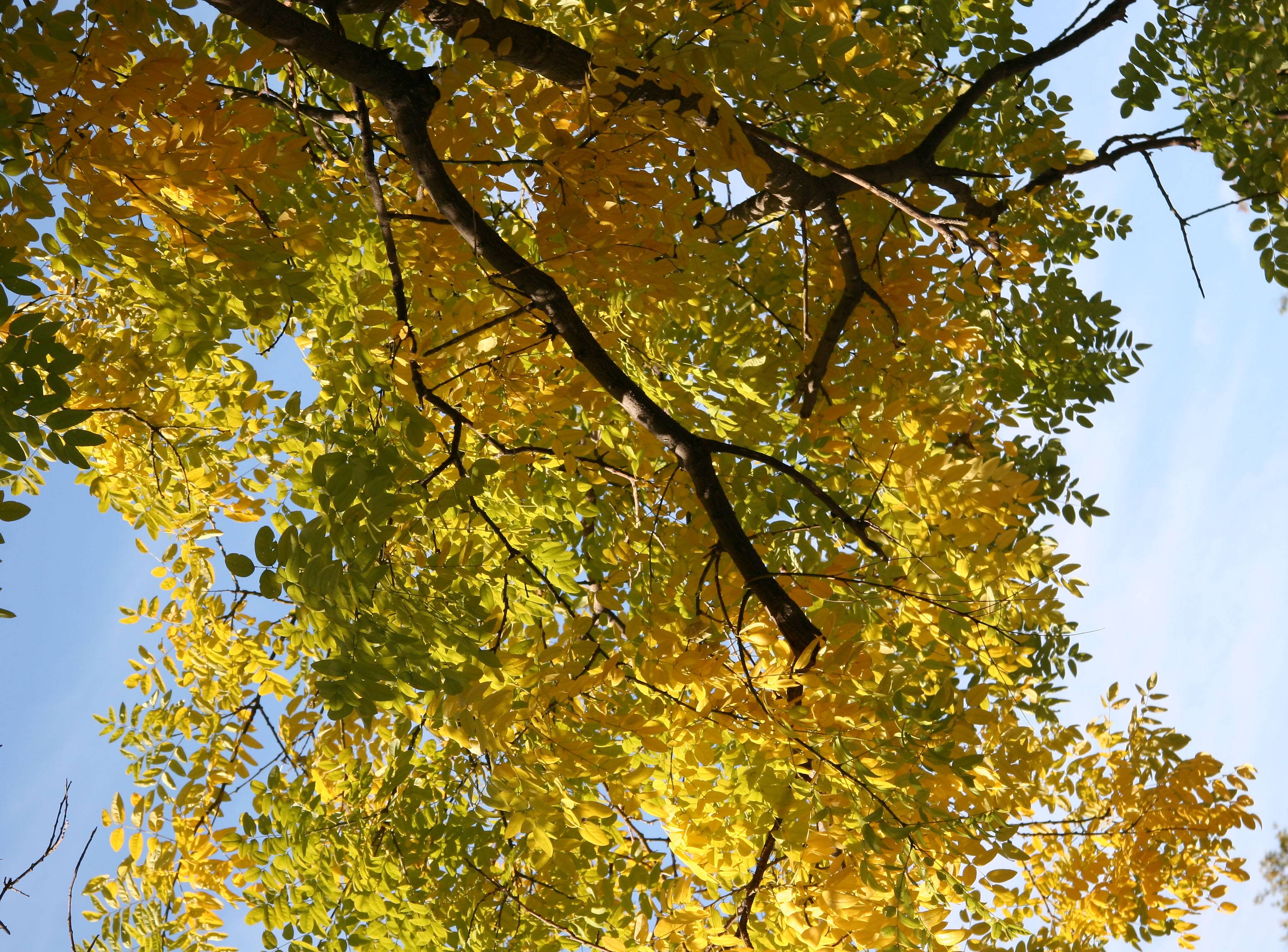 Scholar or Japanese Pagoda Foliage