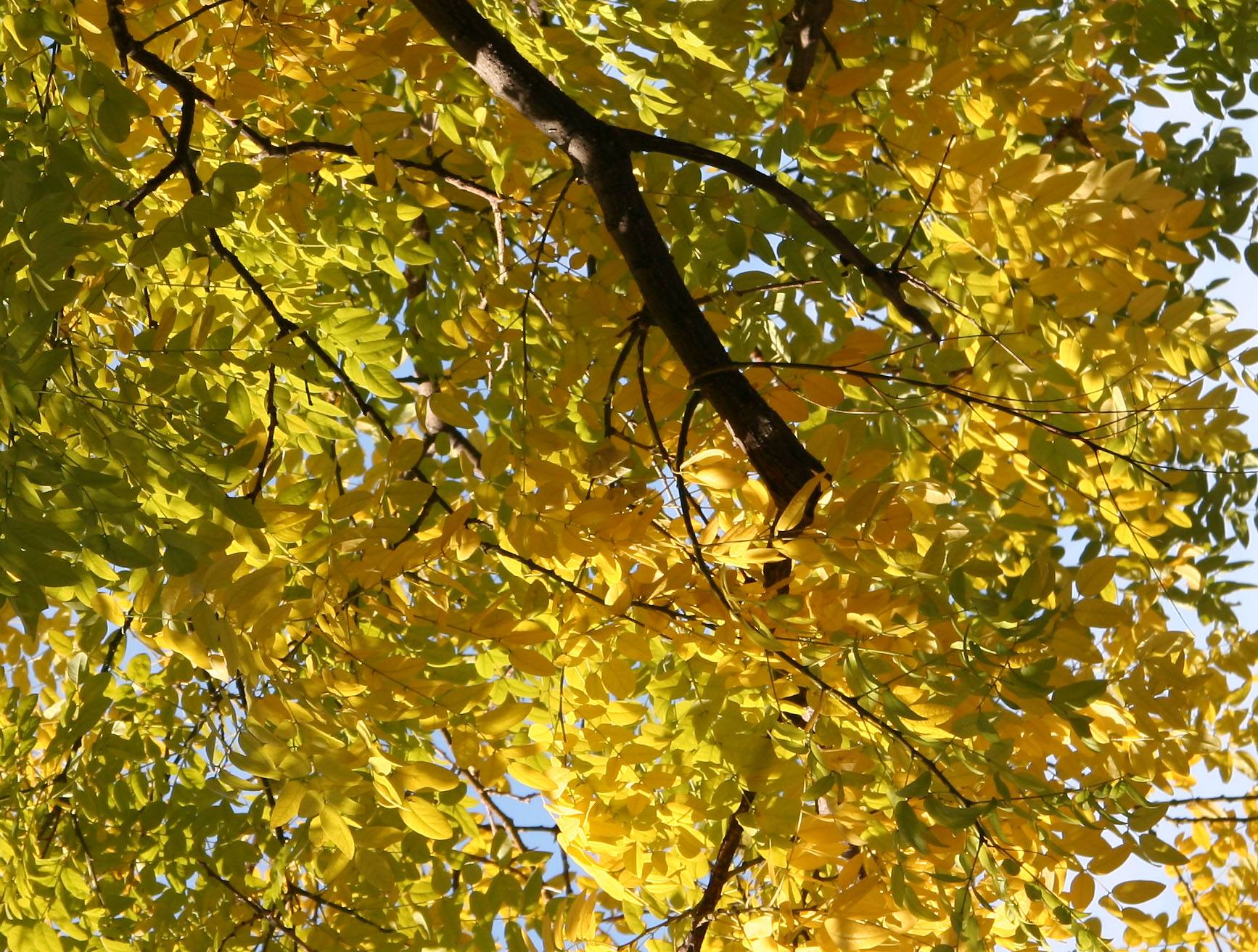 Scholar or Japanese Pagoda Foliage