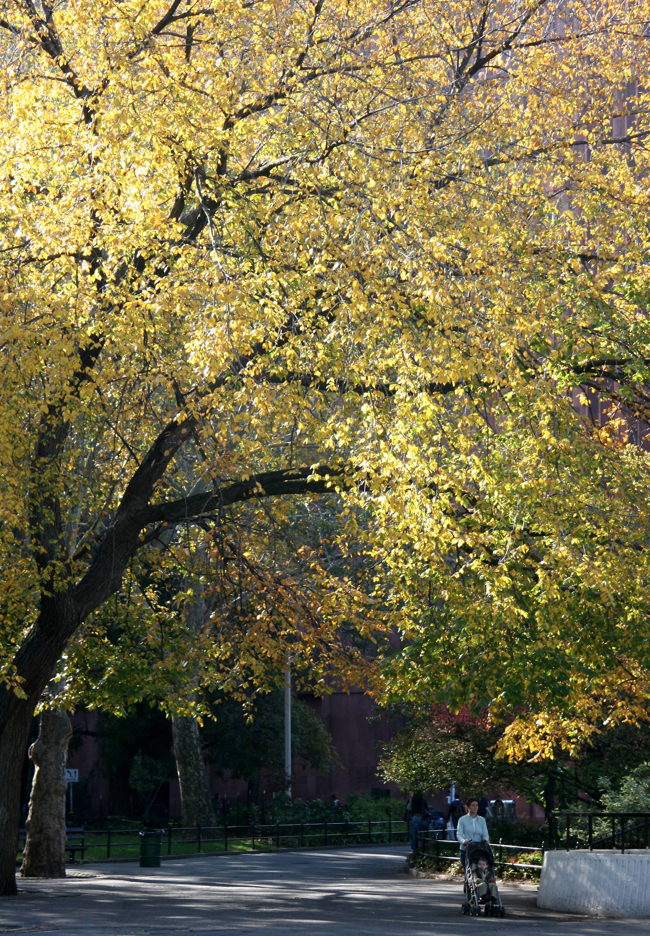 Elm Tree Over Woman & Child