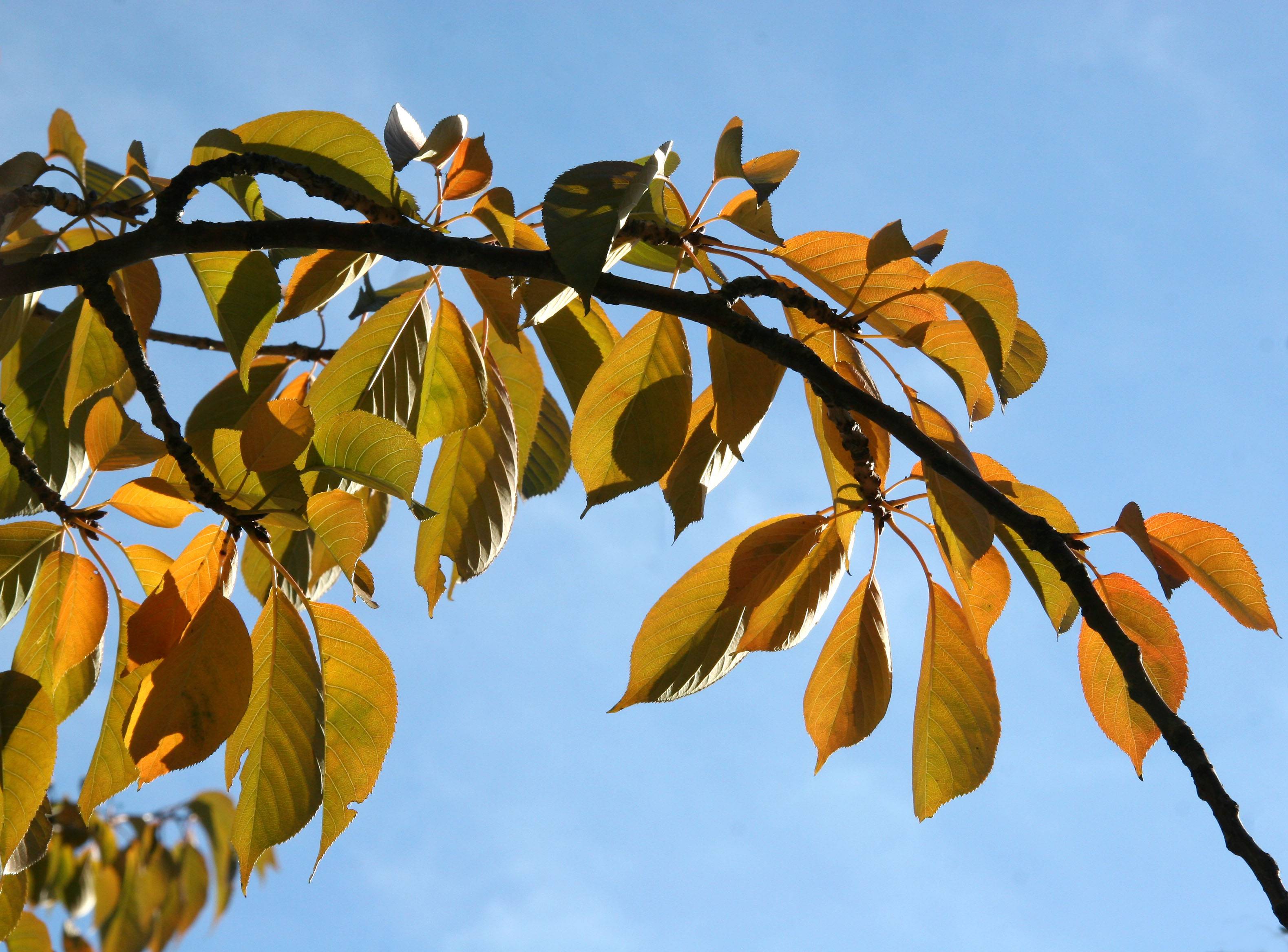 Cherry Tree Foliage