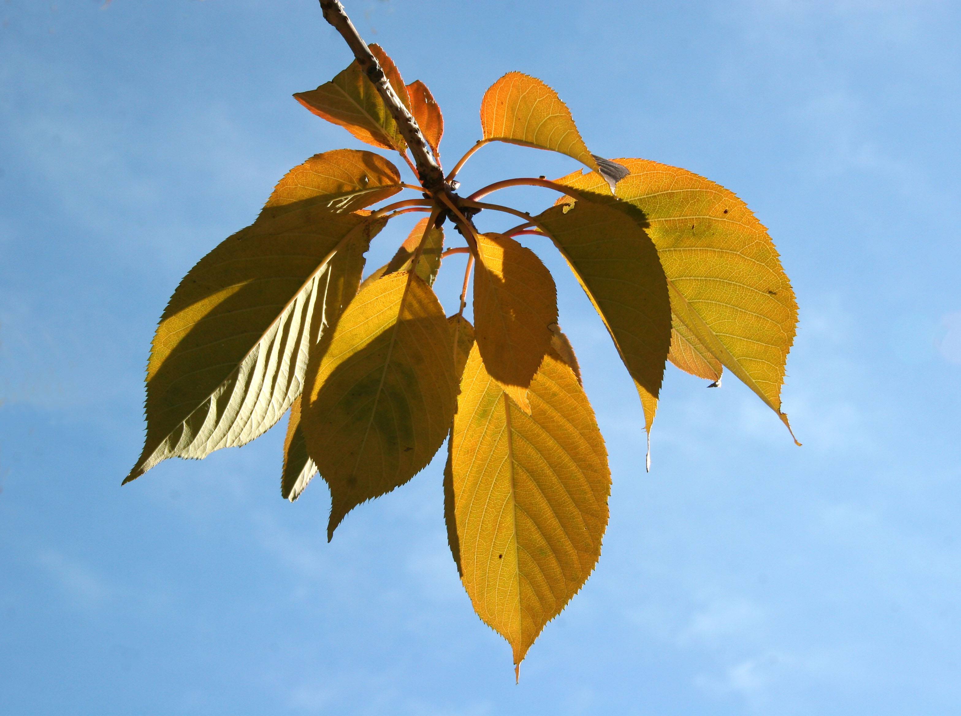 Cherry Tree Foliage