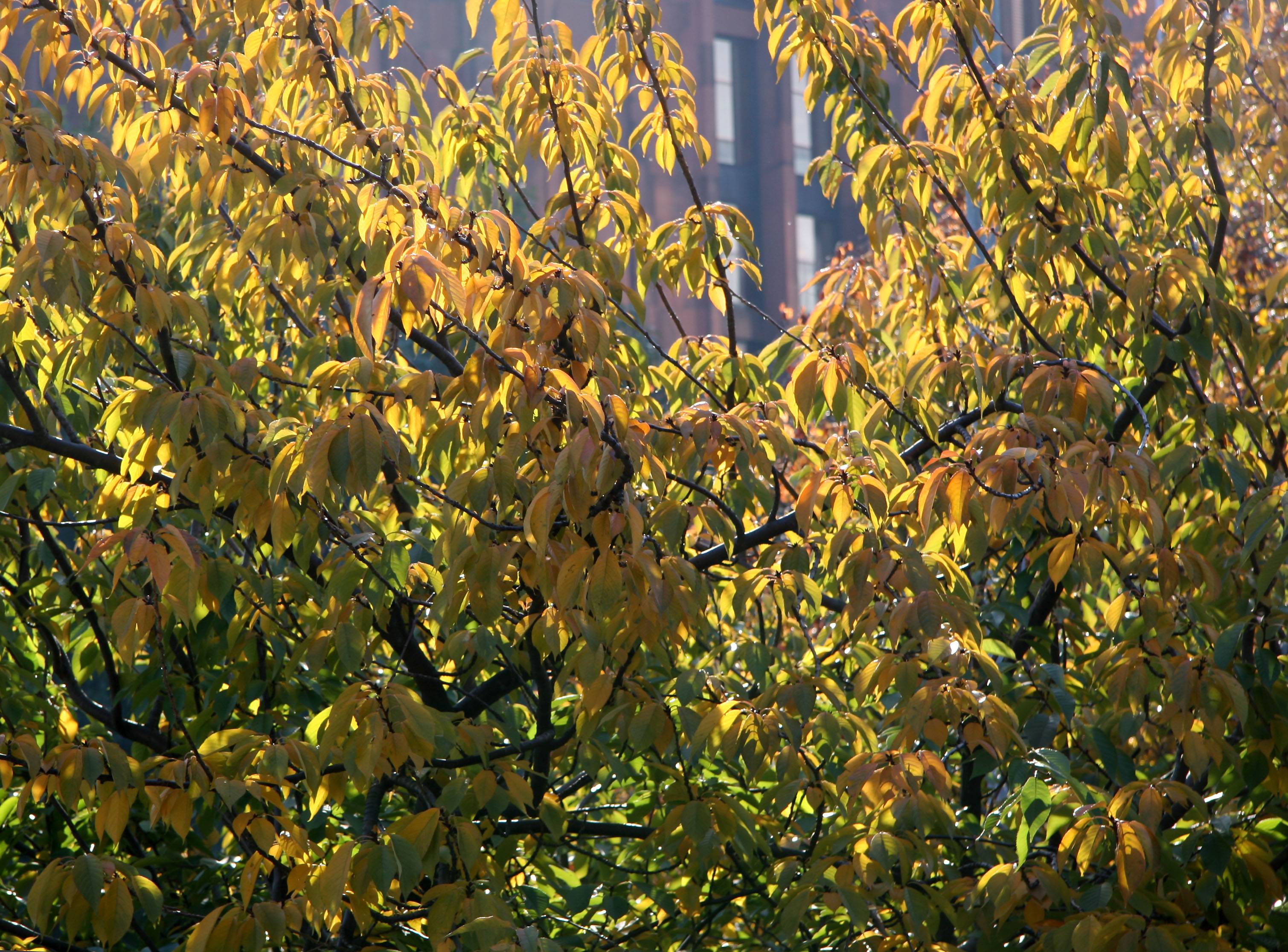 Cherry Tree Foliage