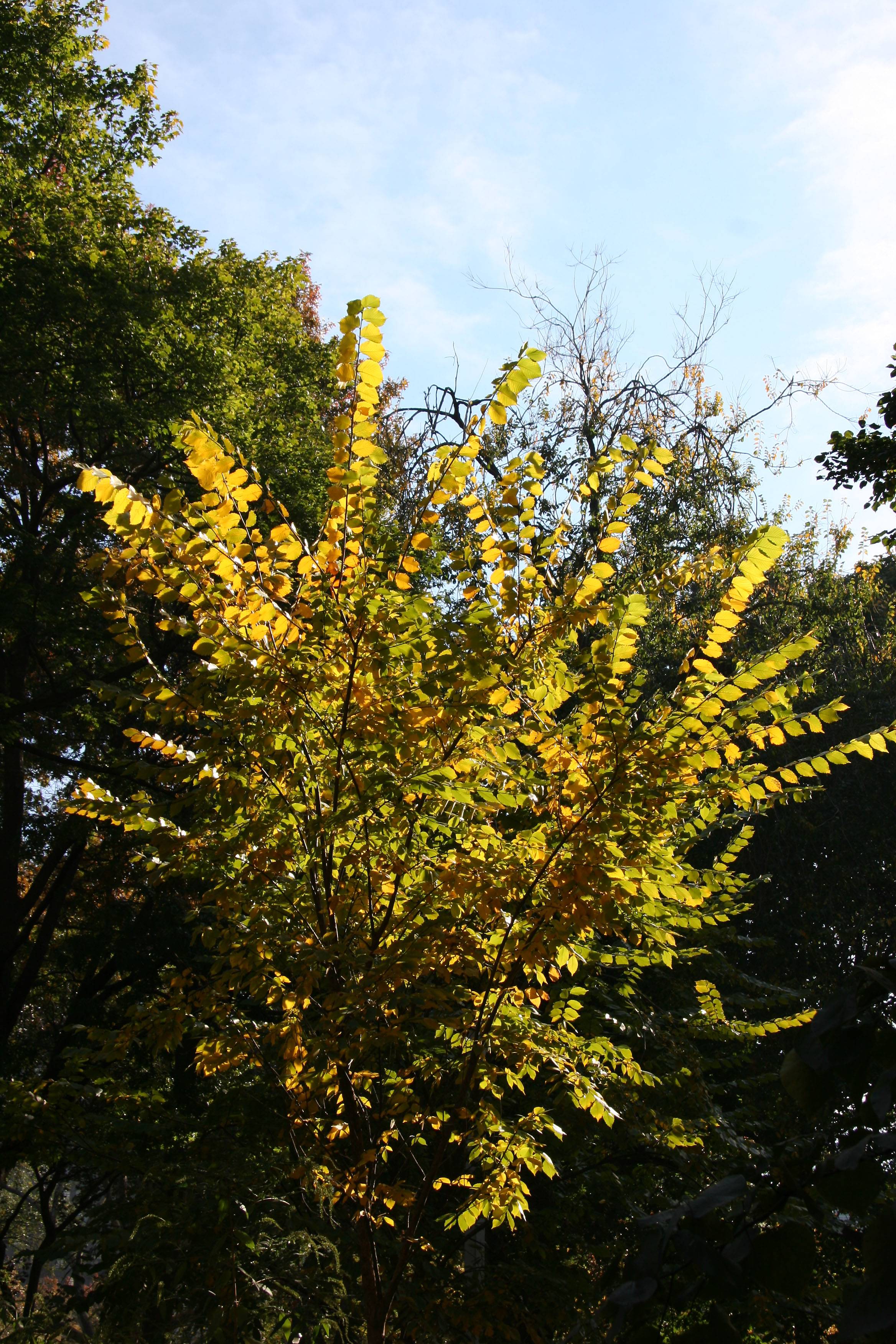 Elm Tree