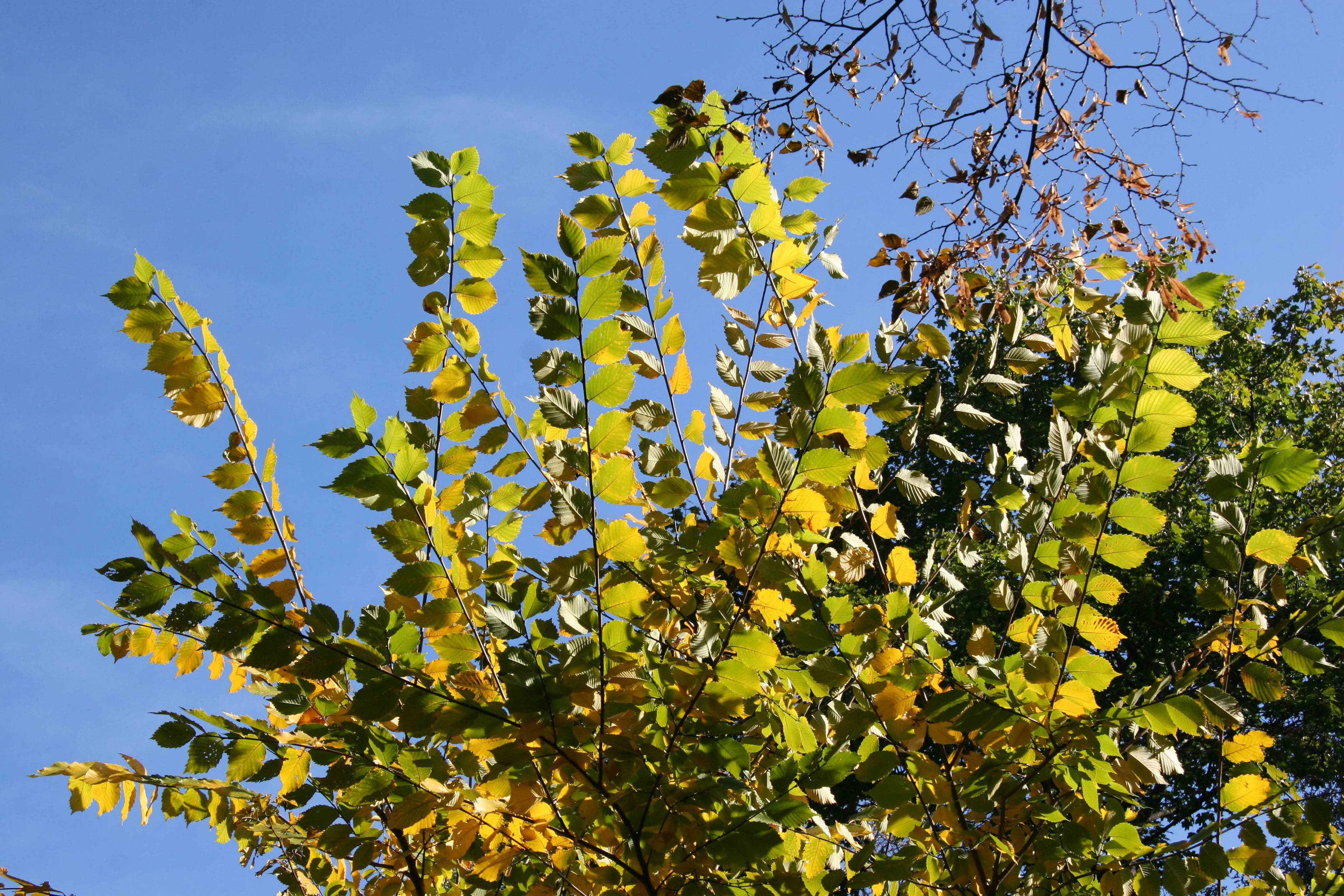 Elm Tree Foliage