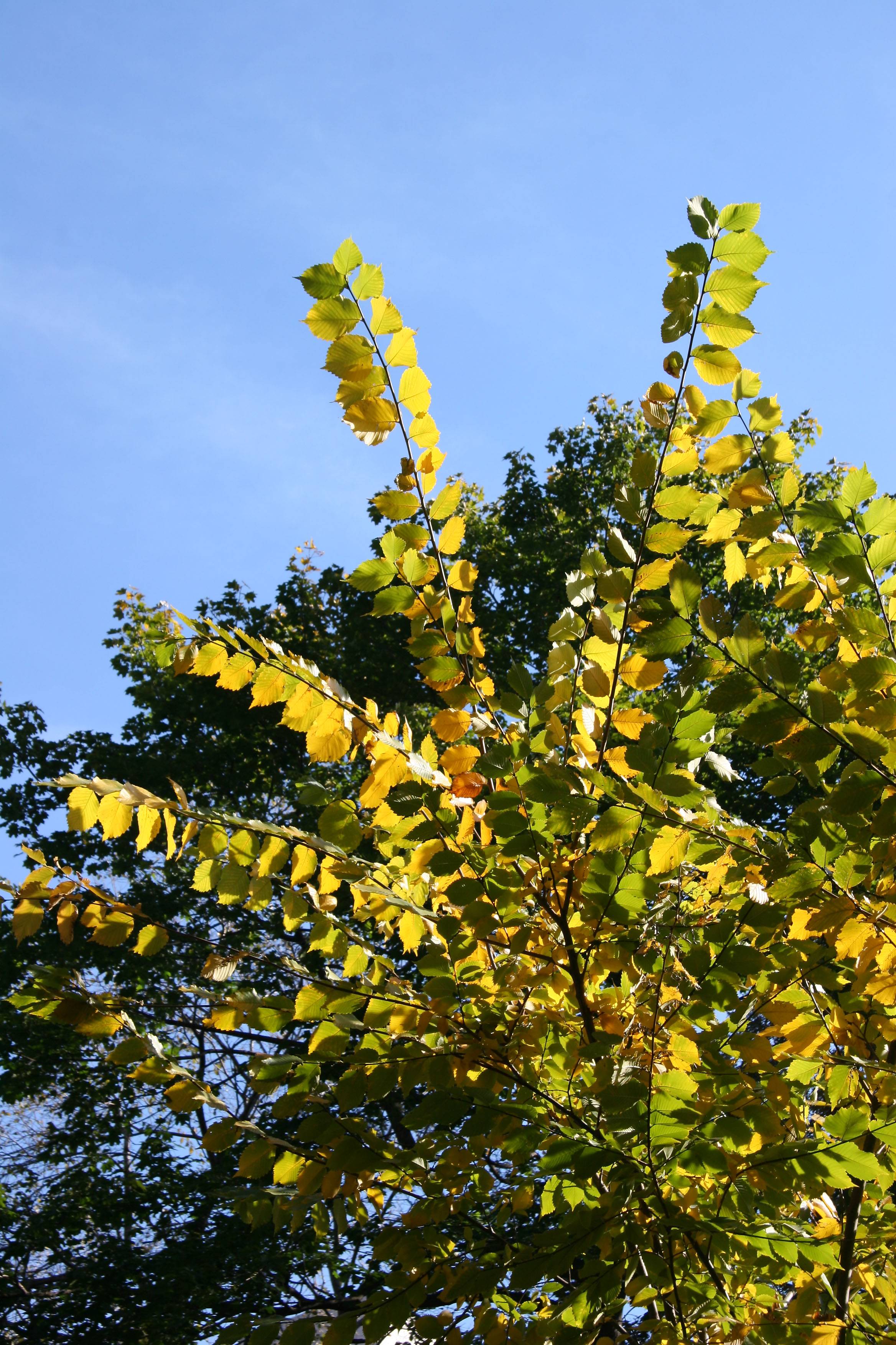 Elm Tree Foliage