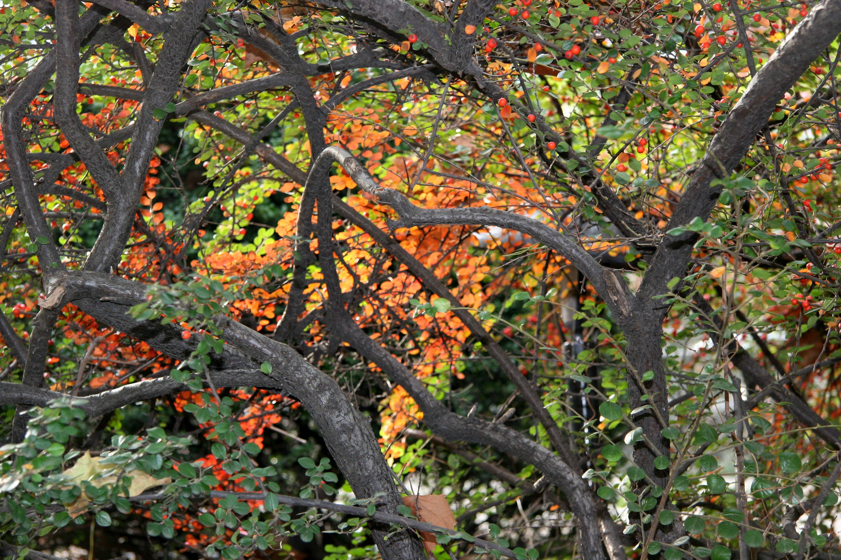 Berberis