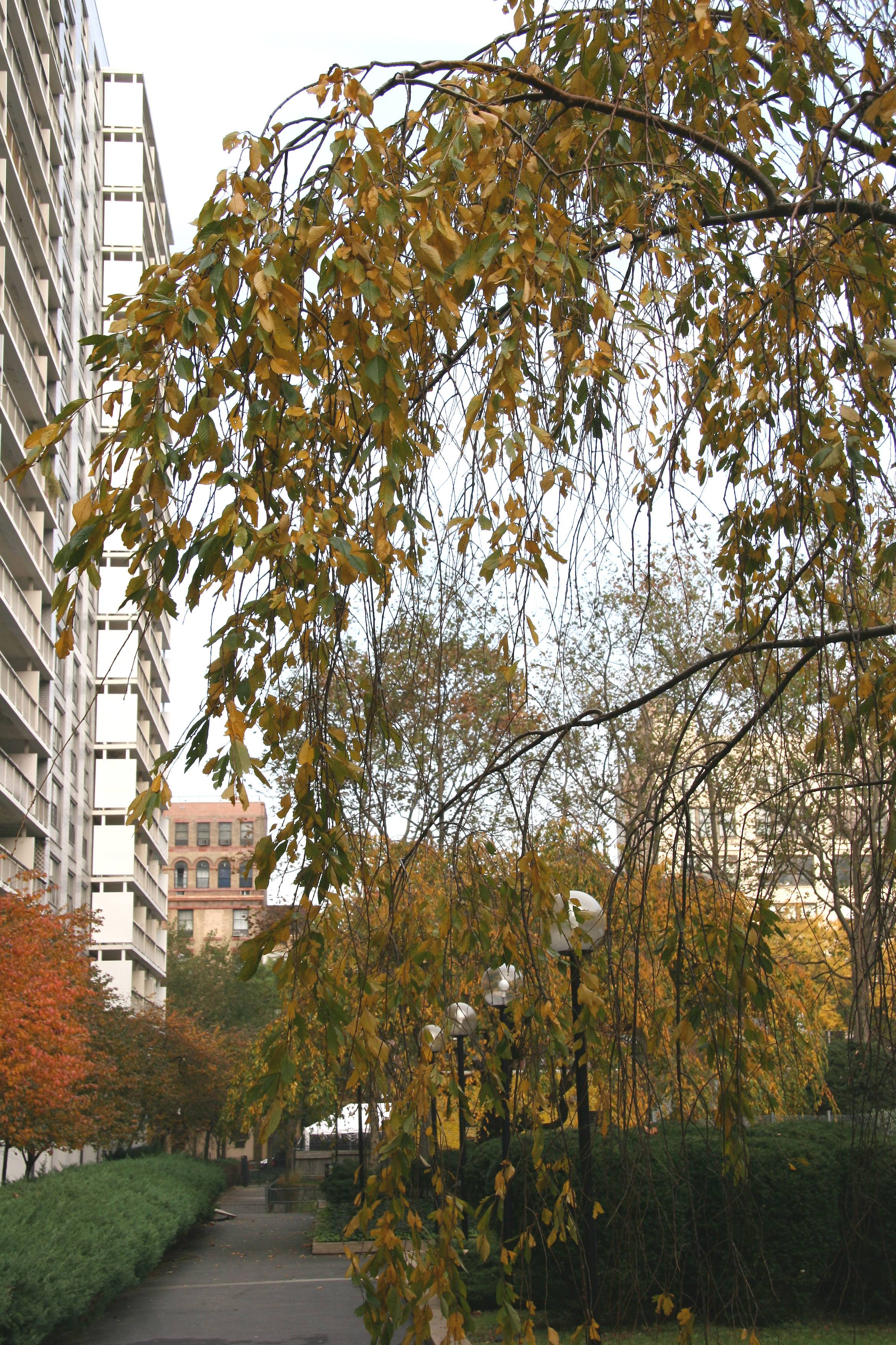 Cherry Tree