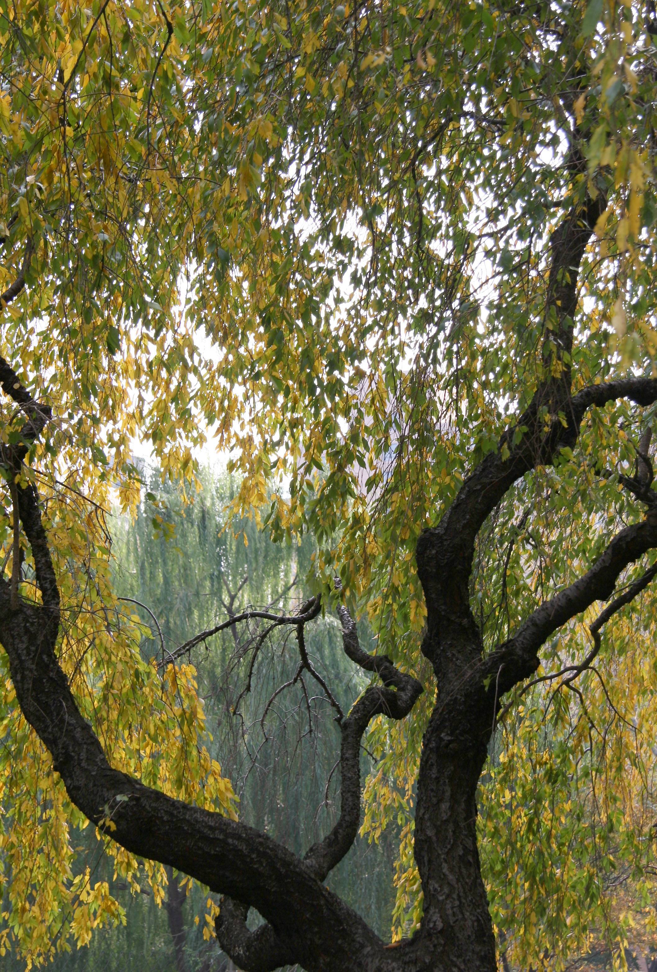 Cherry and Willow Trees