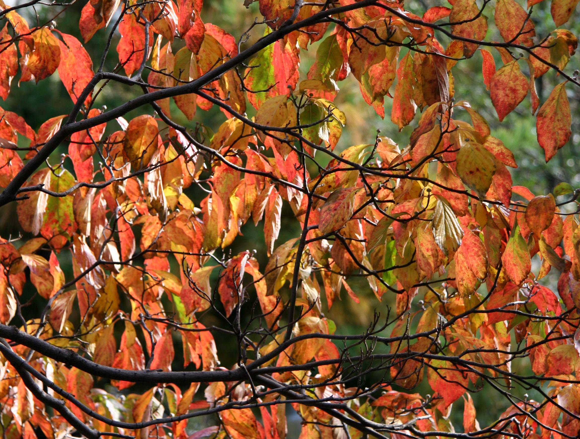 Dogwood Foliage