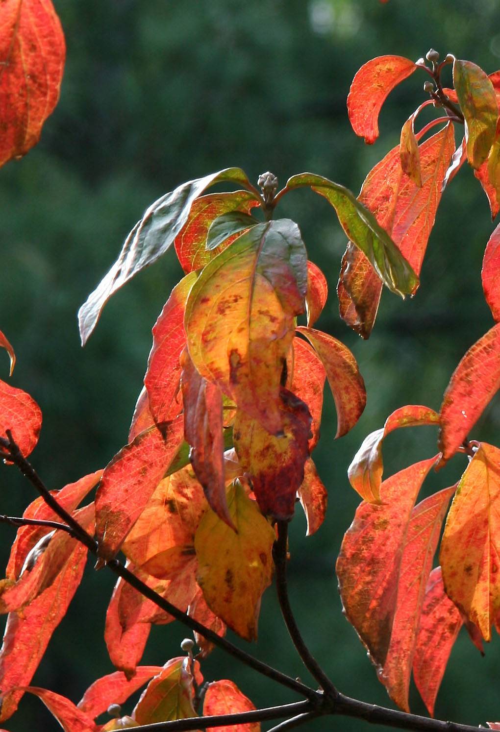 Dogwood Foliage