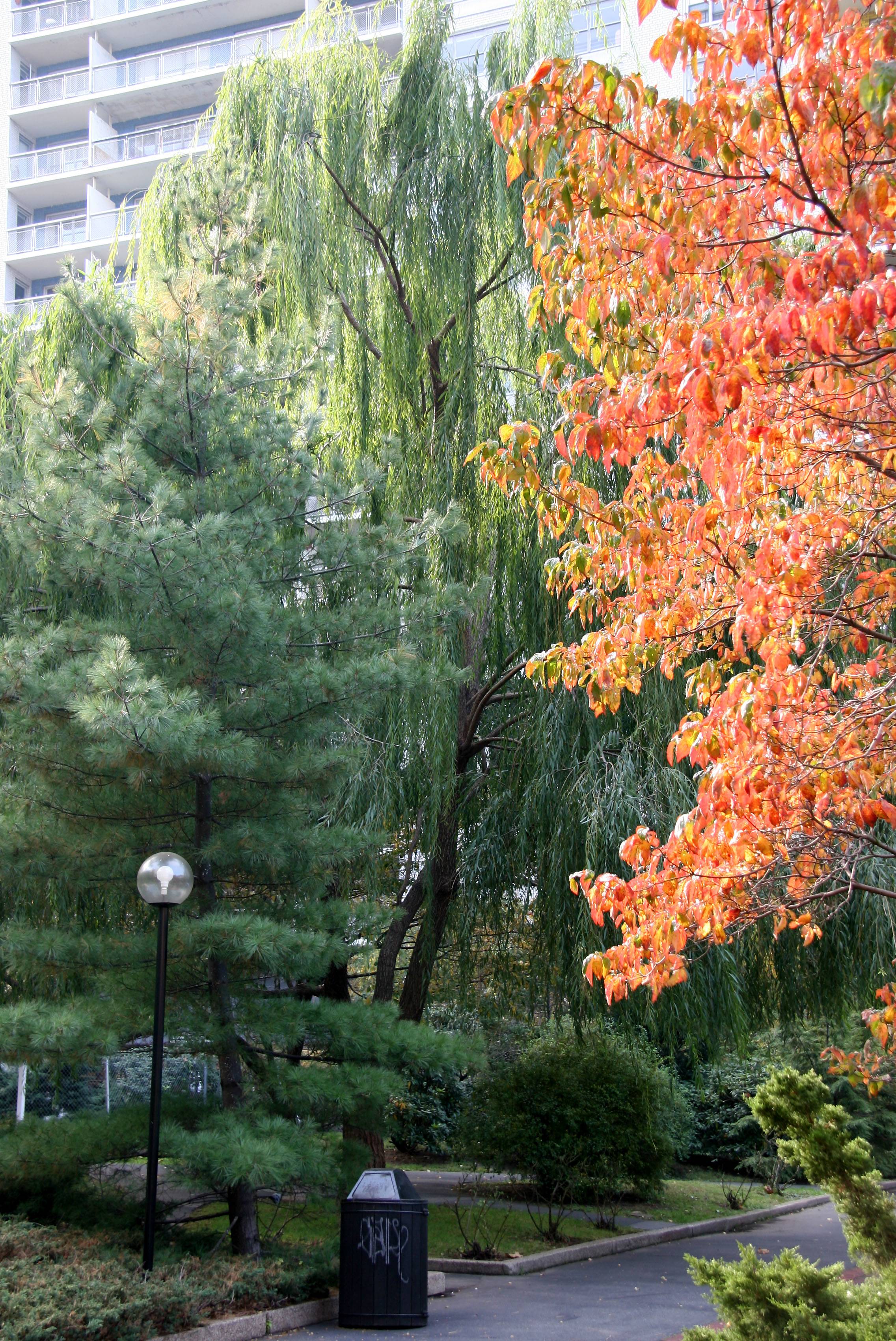 Pine, Willow & Dogwood Trees