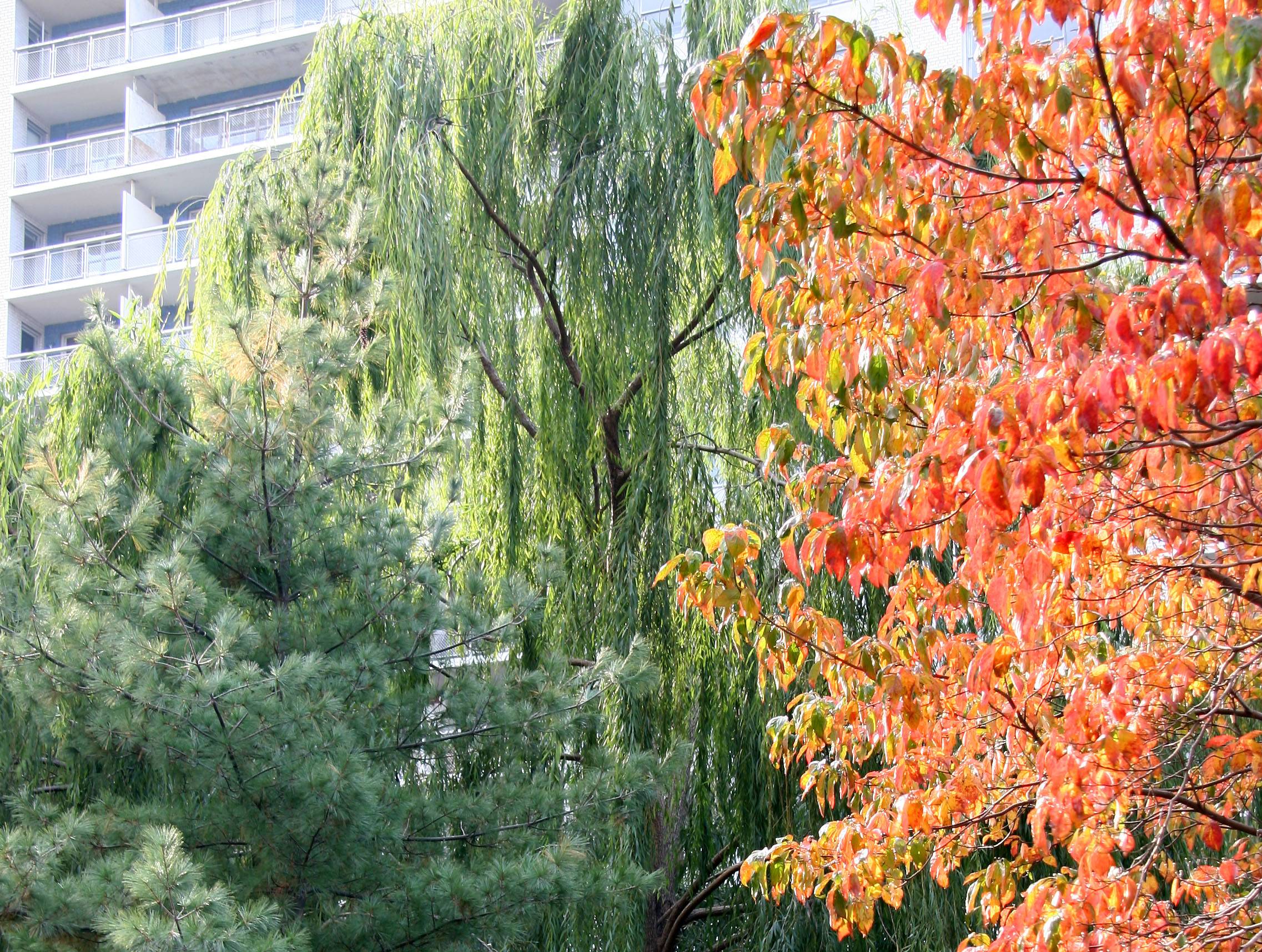 Pine, Willow & Dogwood Trees