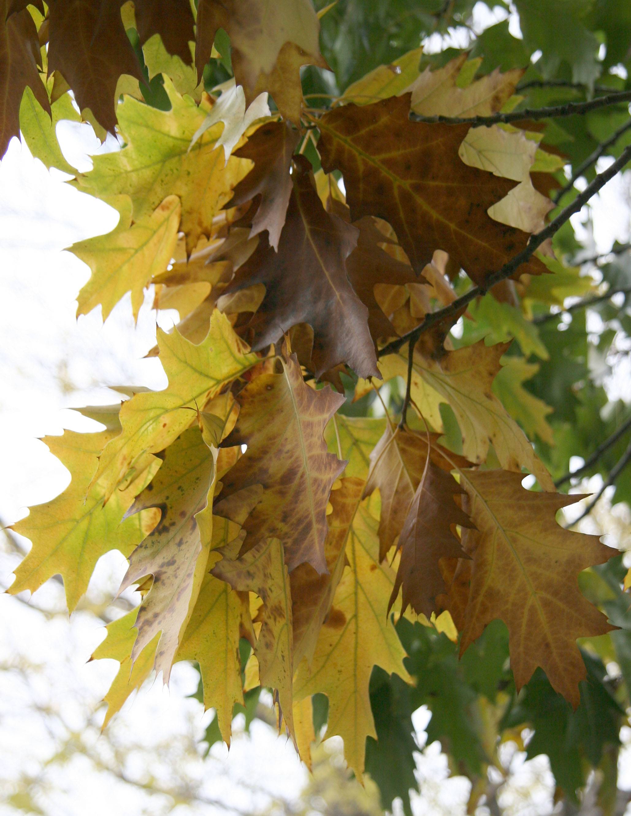 Oak Tree Foliage