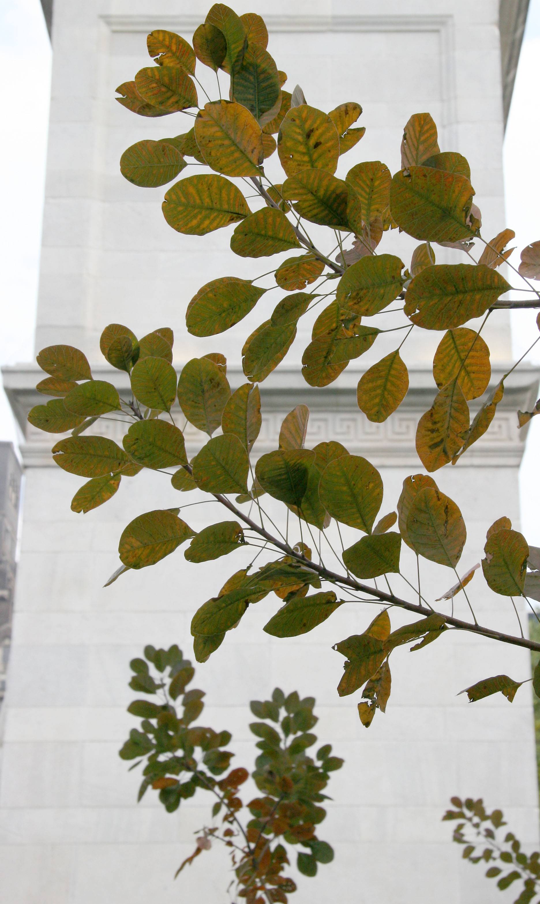 Smoke Tree Foliage near the Arch