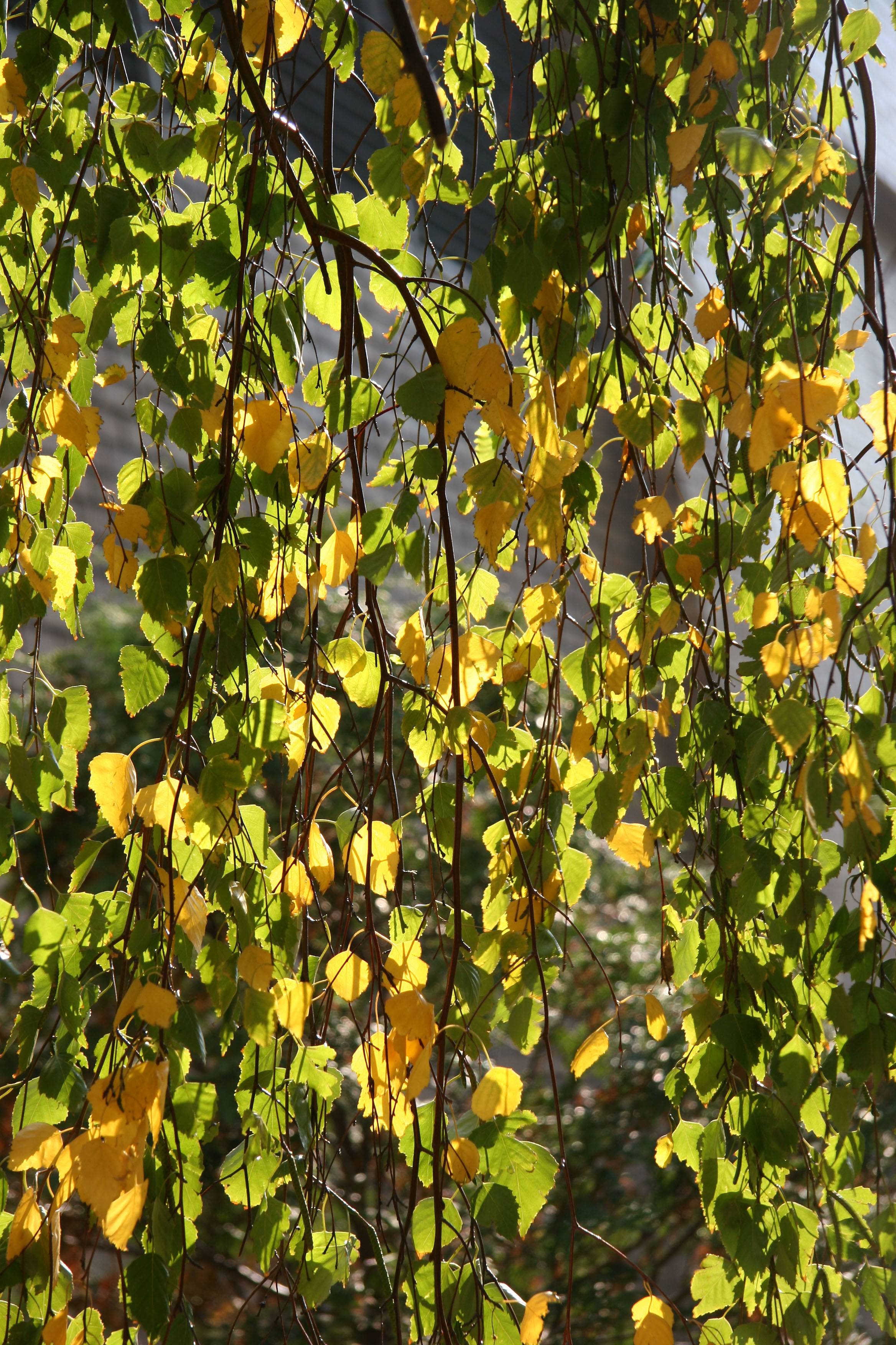 Birch Tree Foliage - NYU Silver Towers Garden