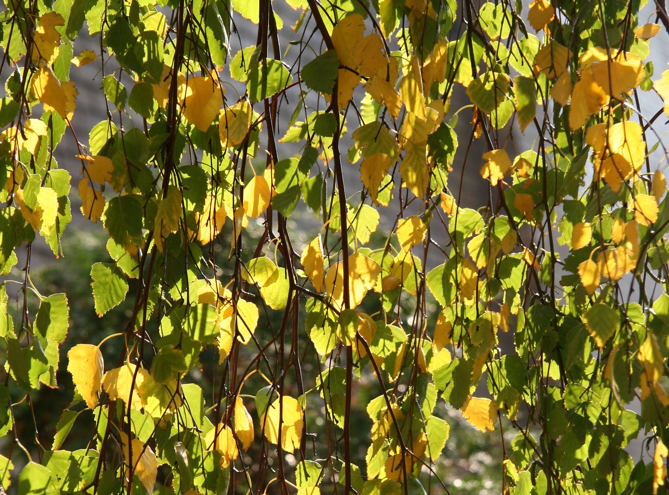 Birch Tree Foliage - NYU Silver Towers Garden