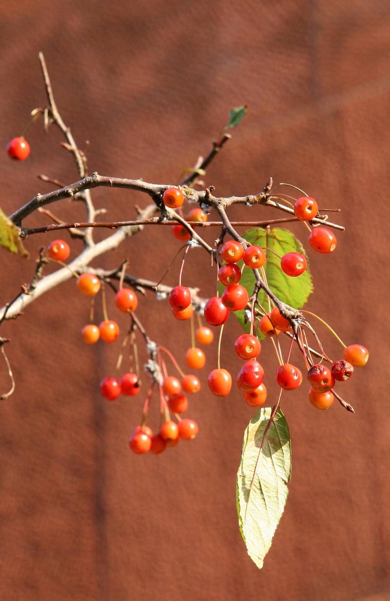Cherries - NYU Library