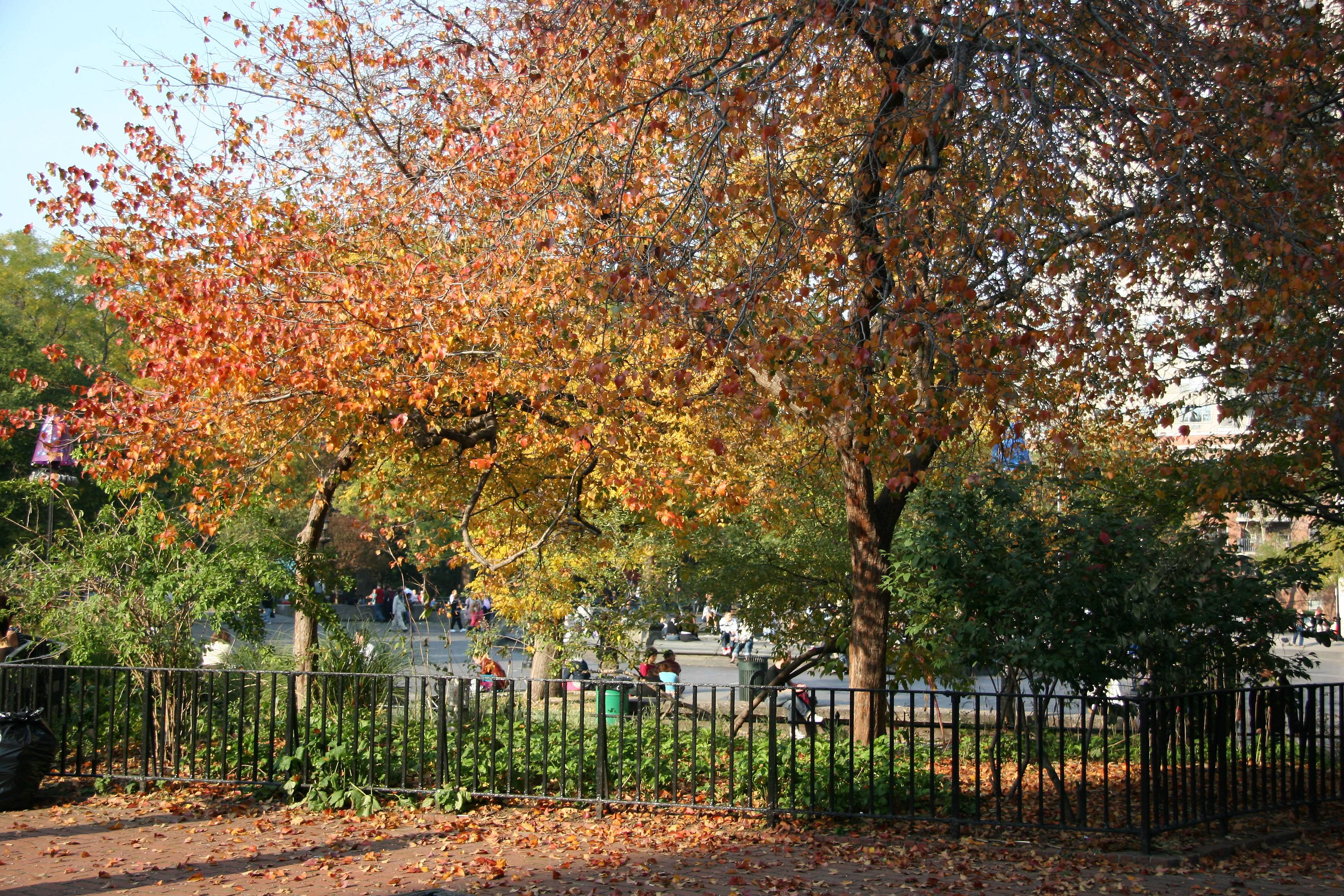 Hawthorne Tree at the Performance Stage