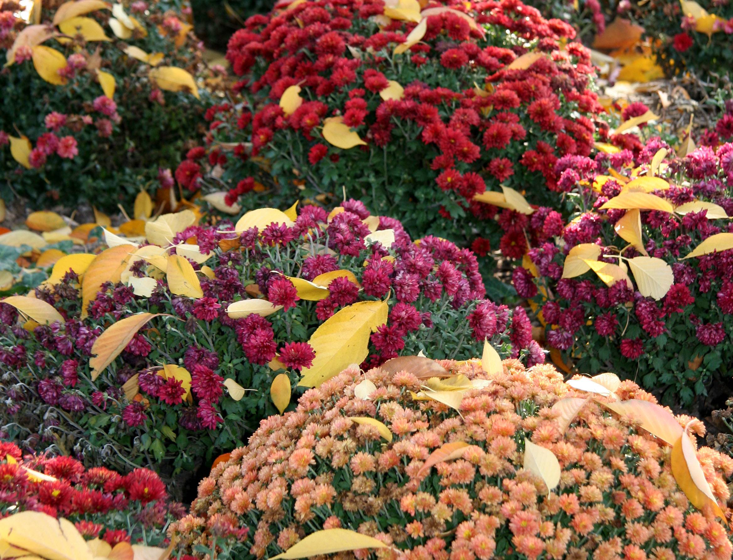 Cherry Foliage on a Bed of Chrysanthemums