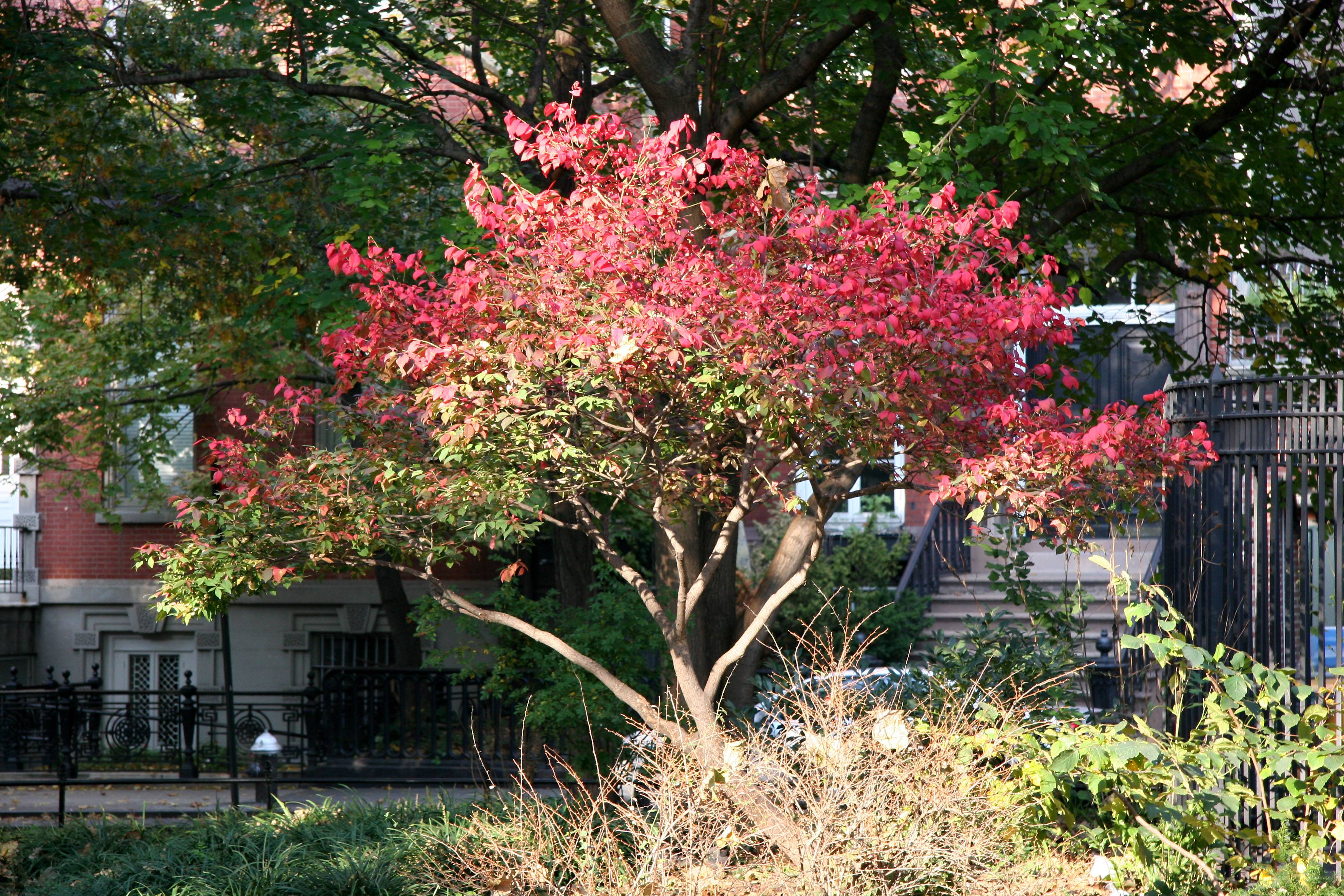 Burning Bush