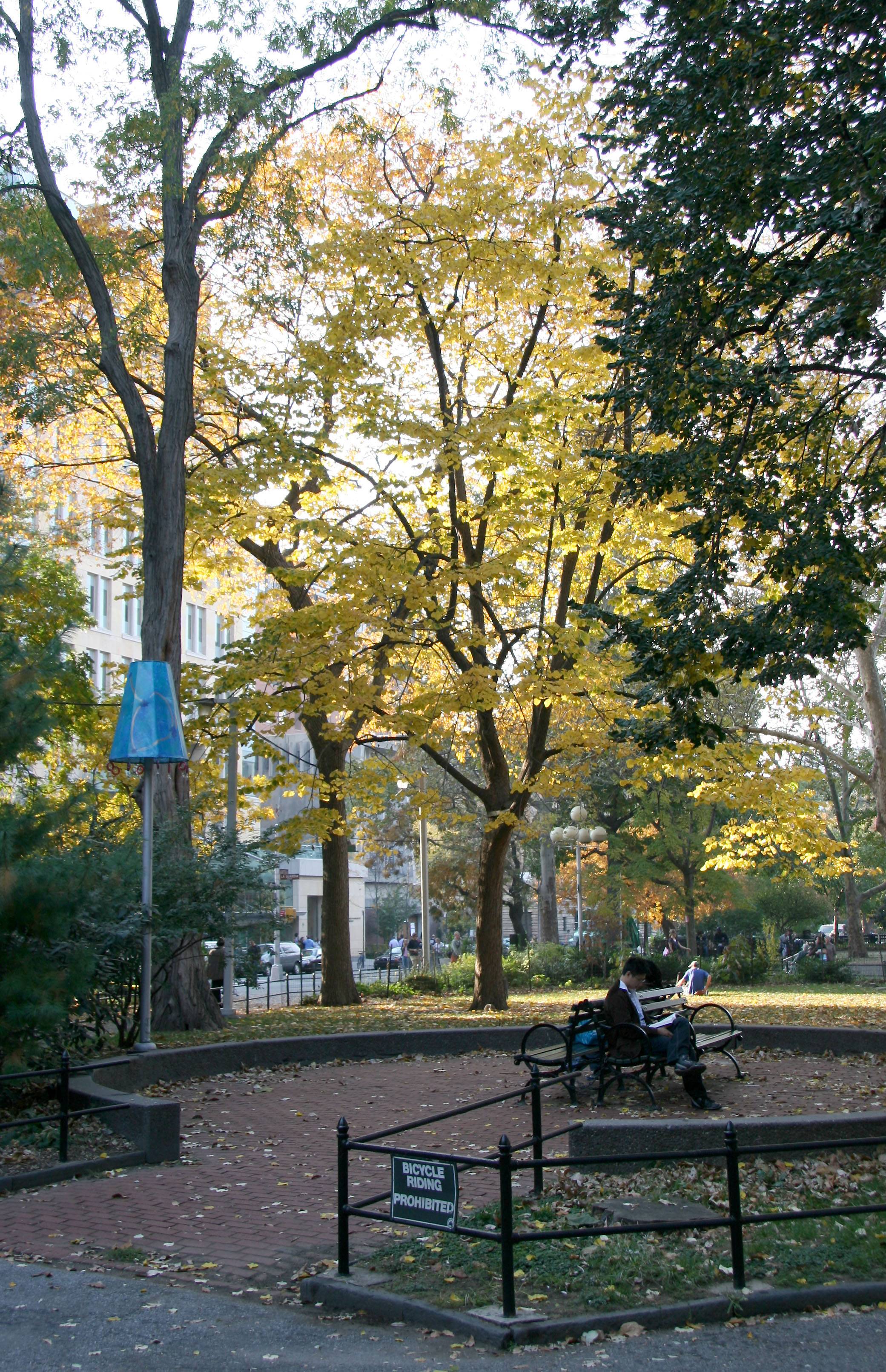 Fall Scene
