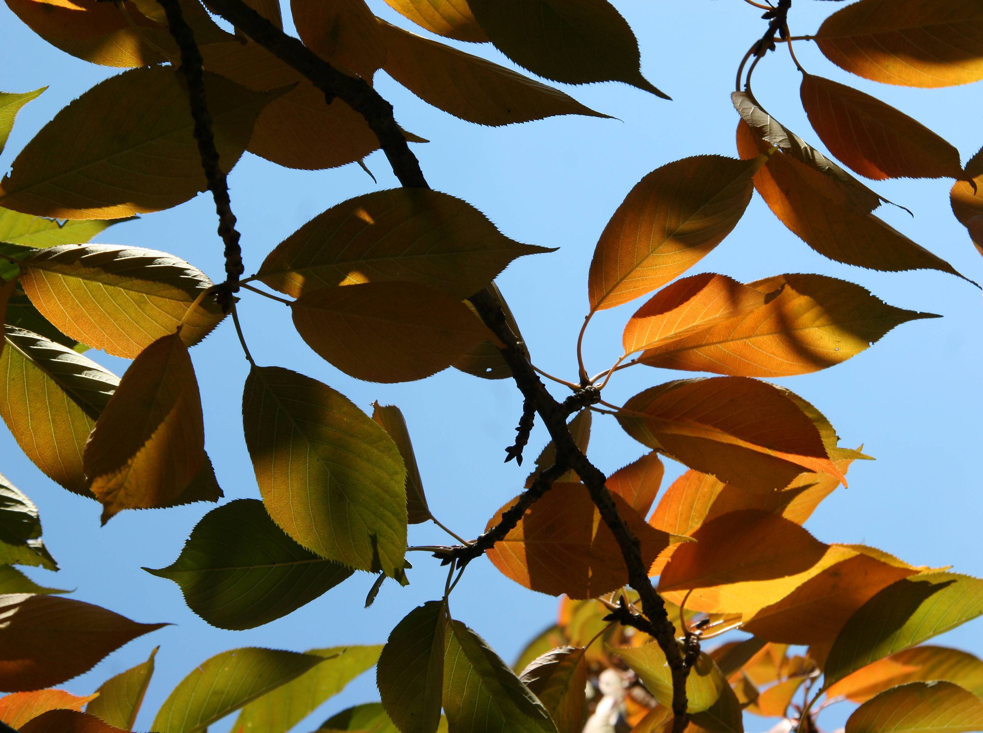 Cherry Tree Foliage