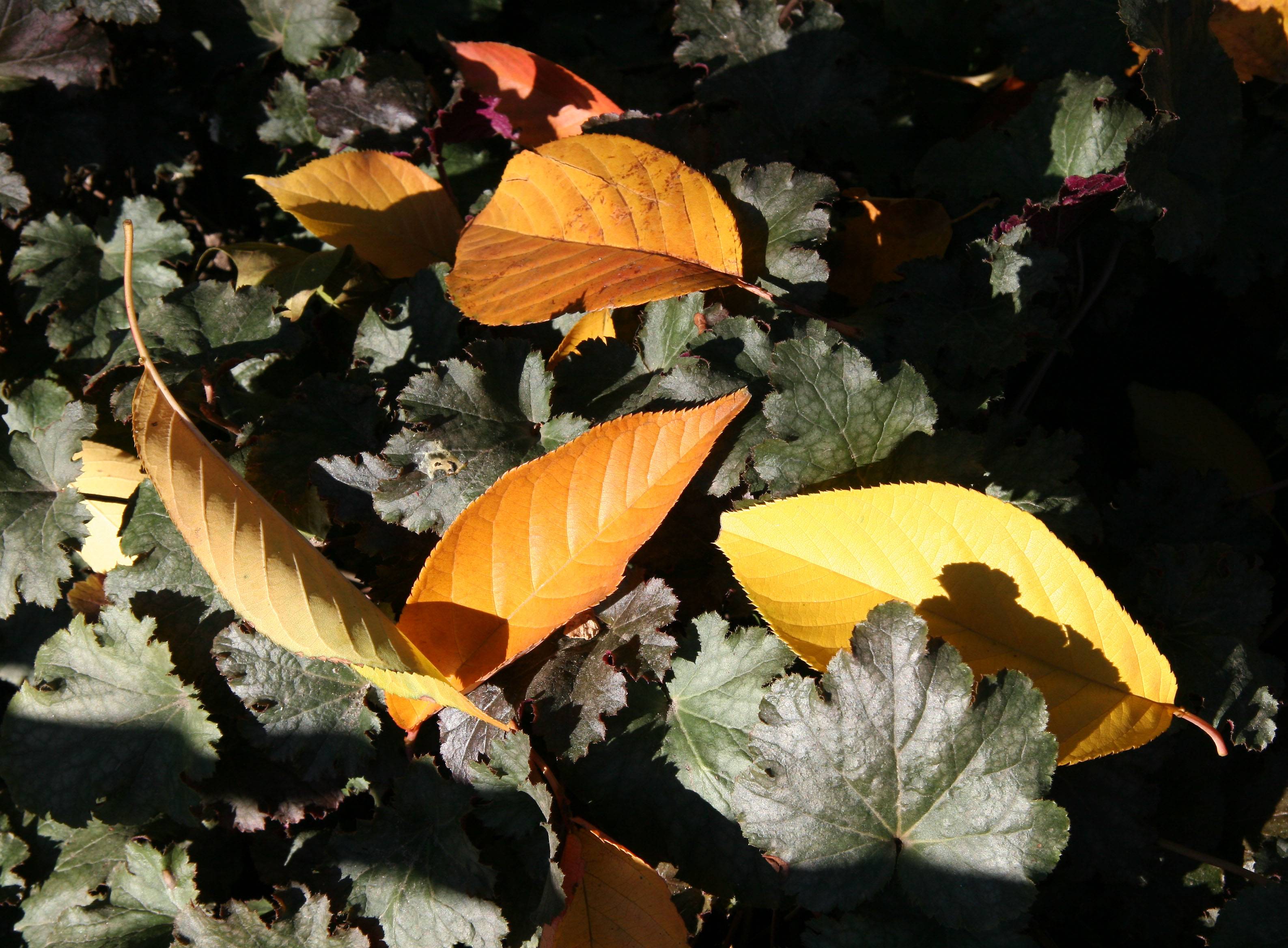 Cherry Leaves on a Bed of Heuchera