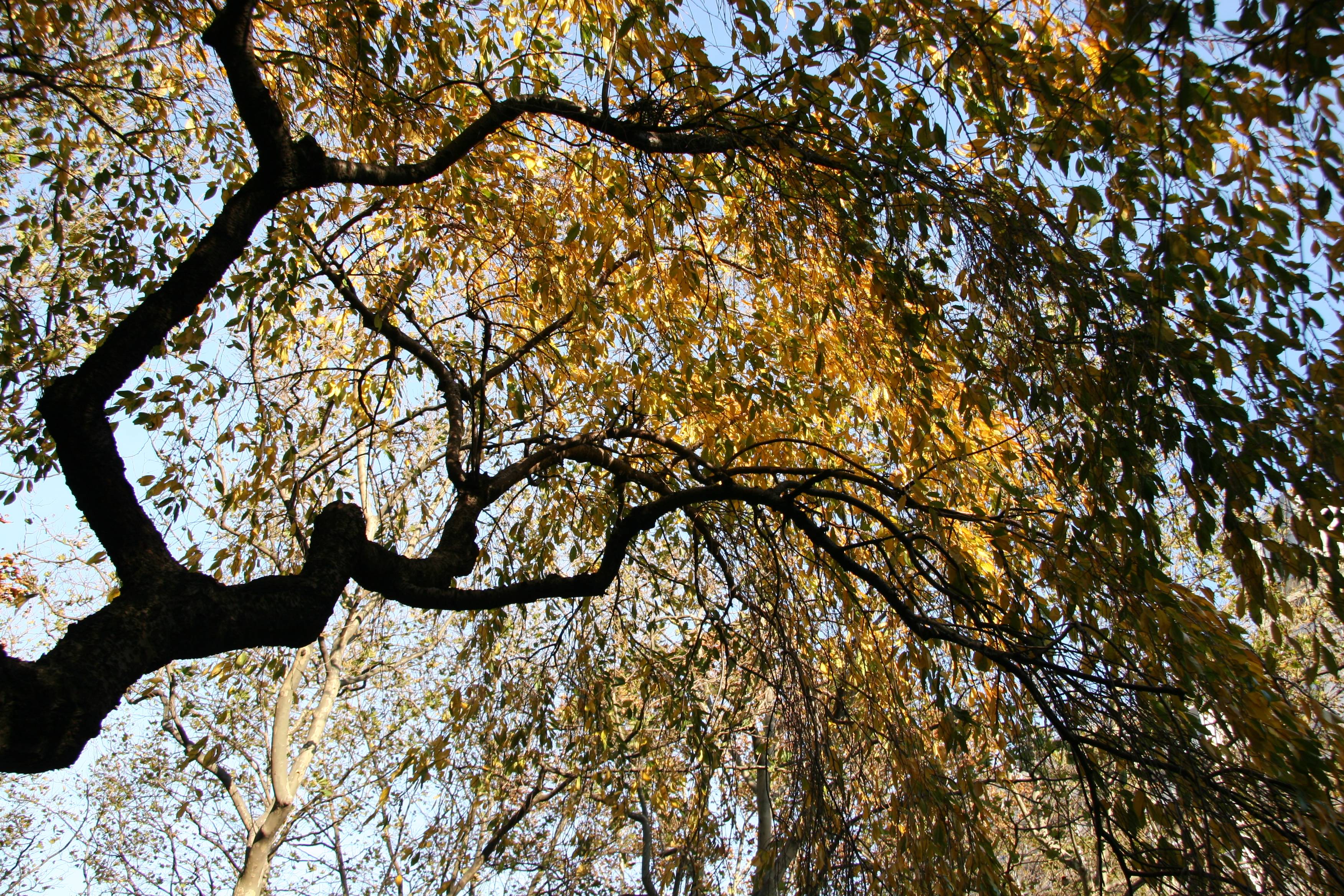 Cherry Tree Foliage