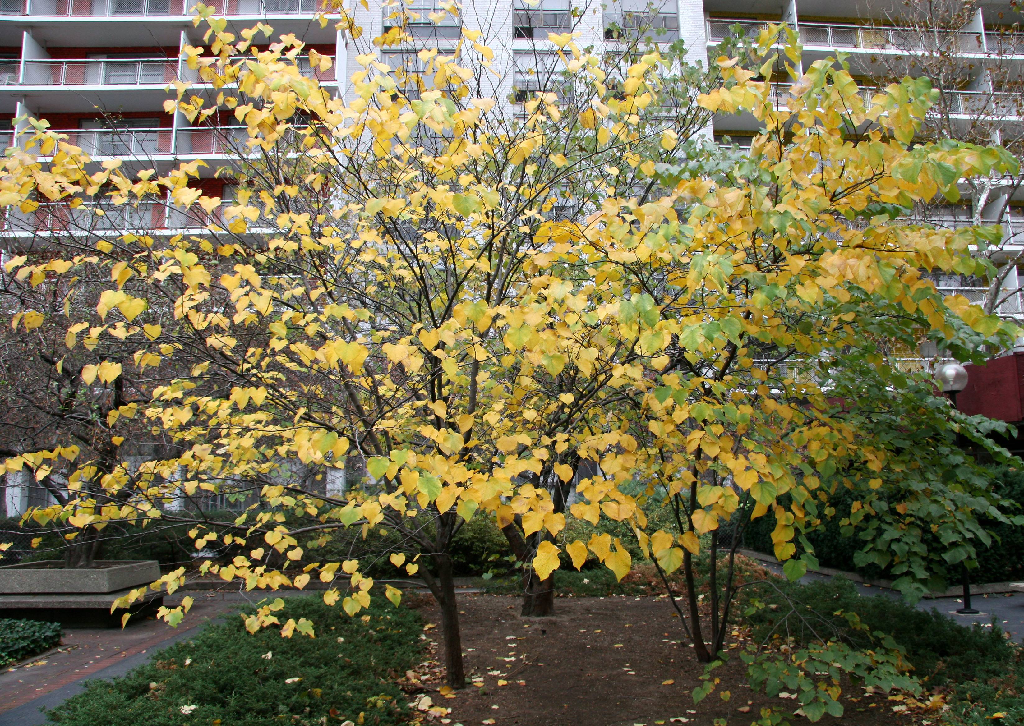 Cercis Trees