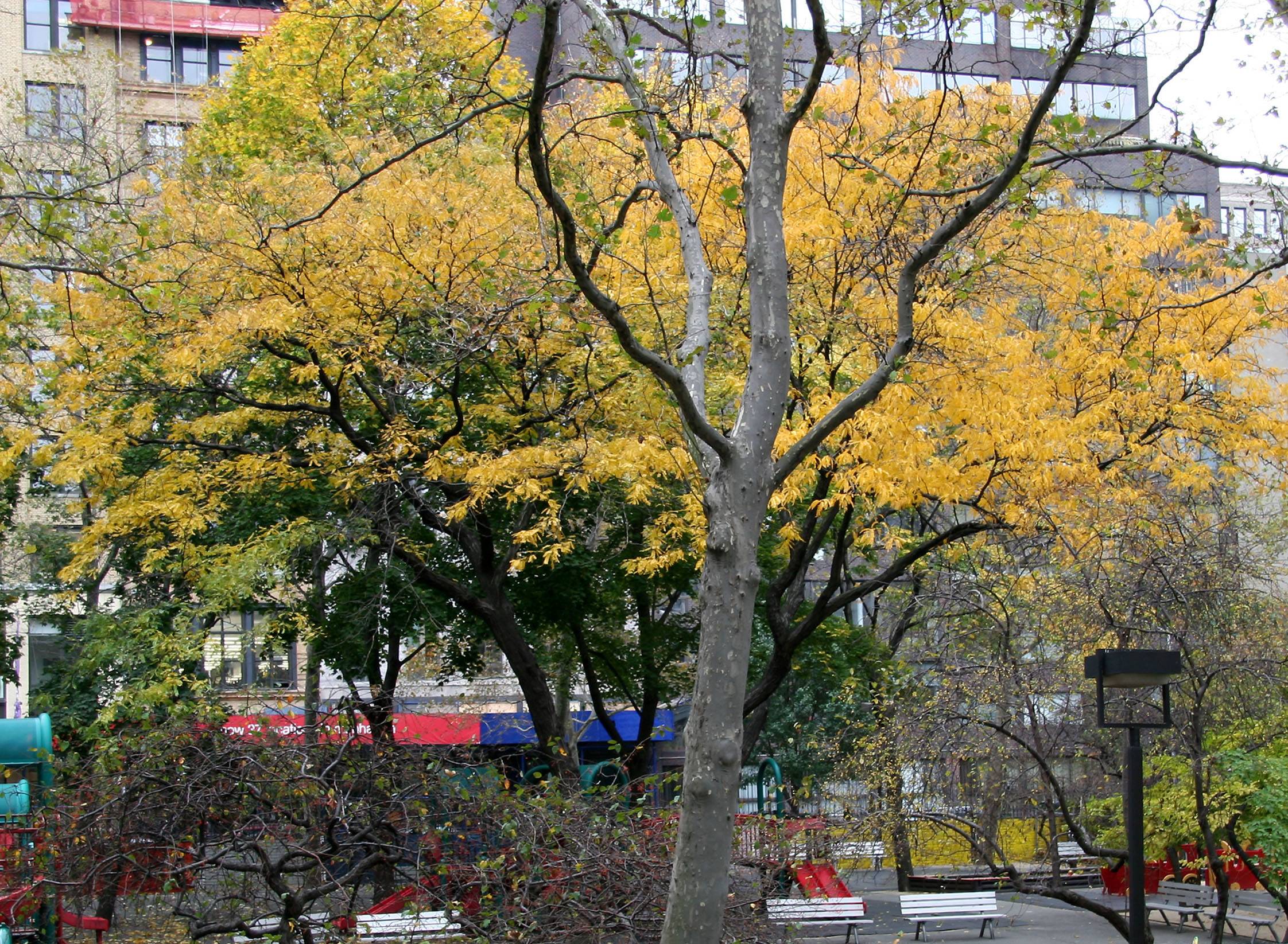 Foliage at the Playground