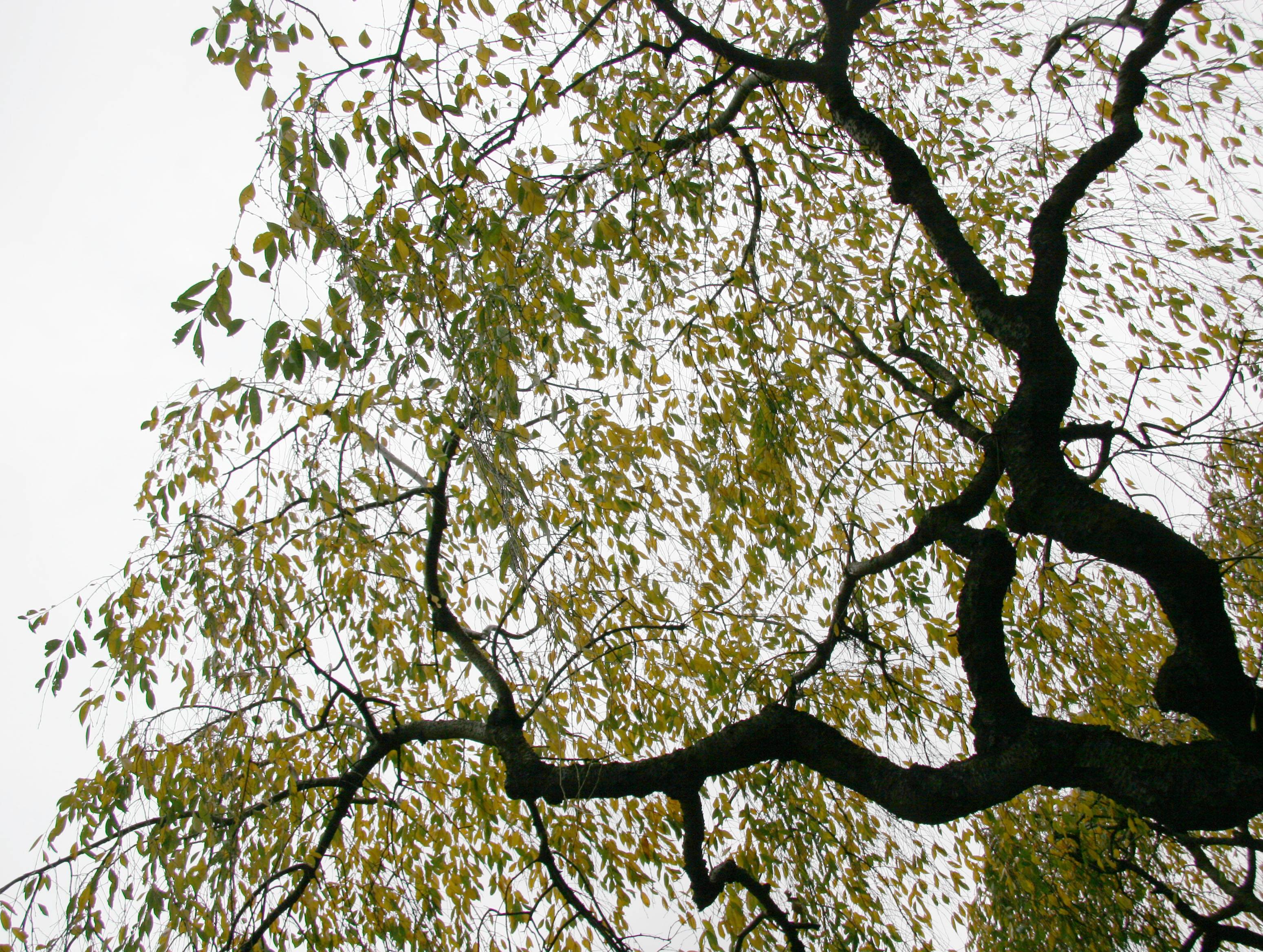 Cherry Tree Foliage