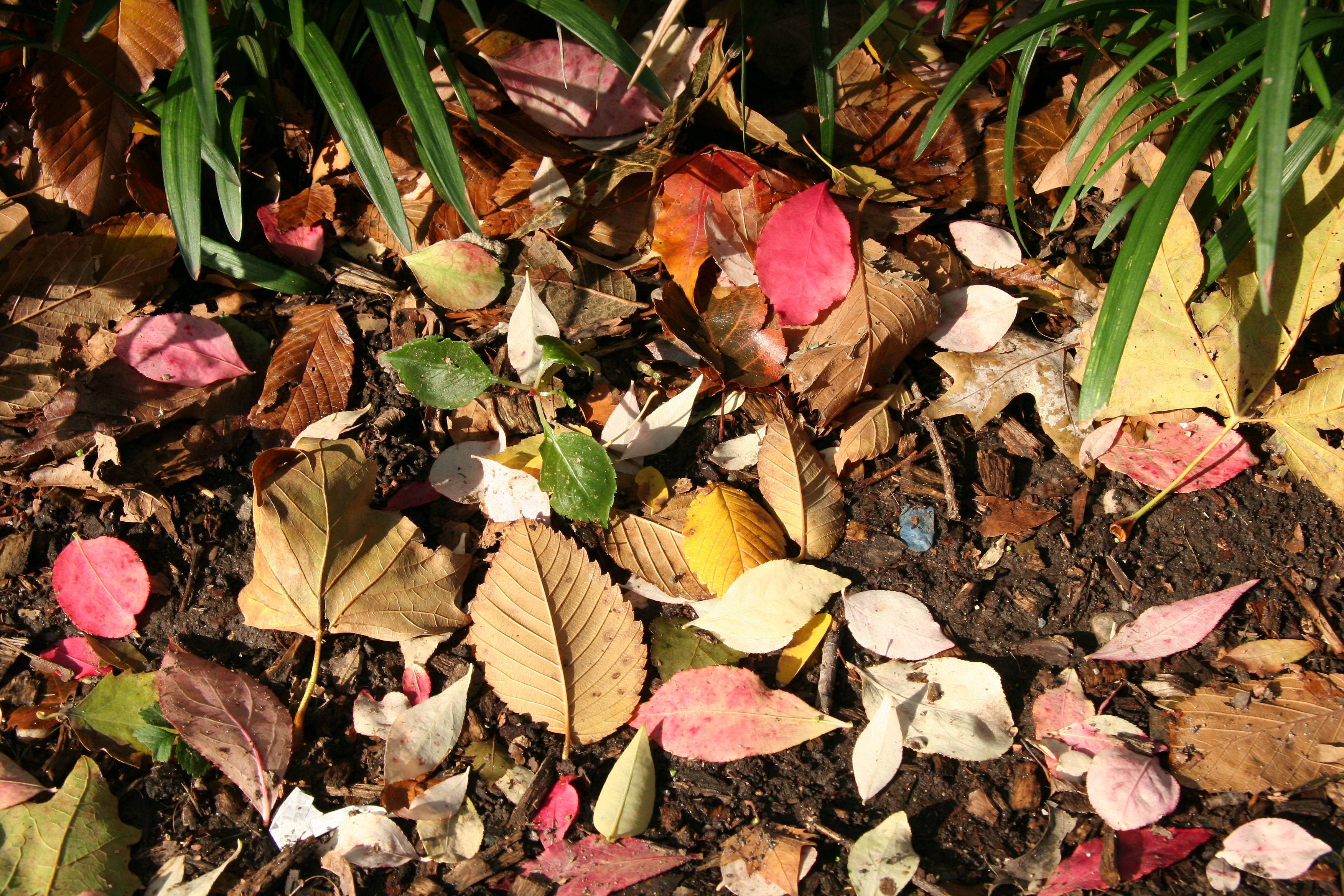 Ground Foliage