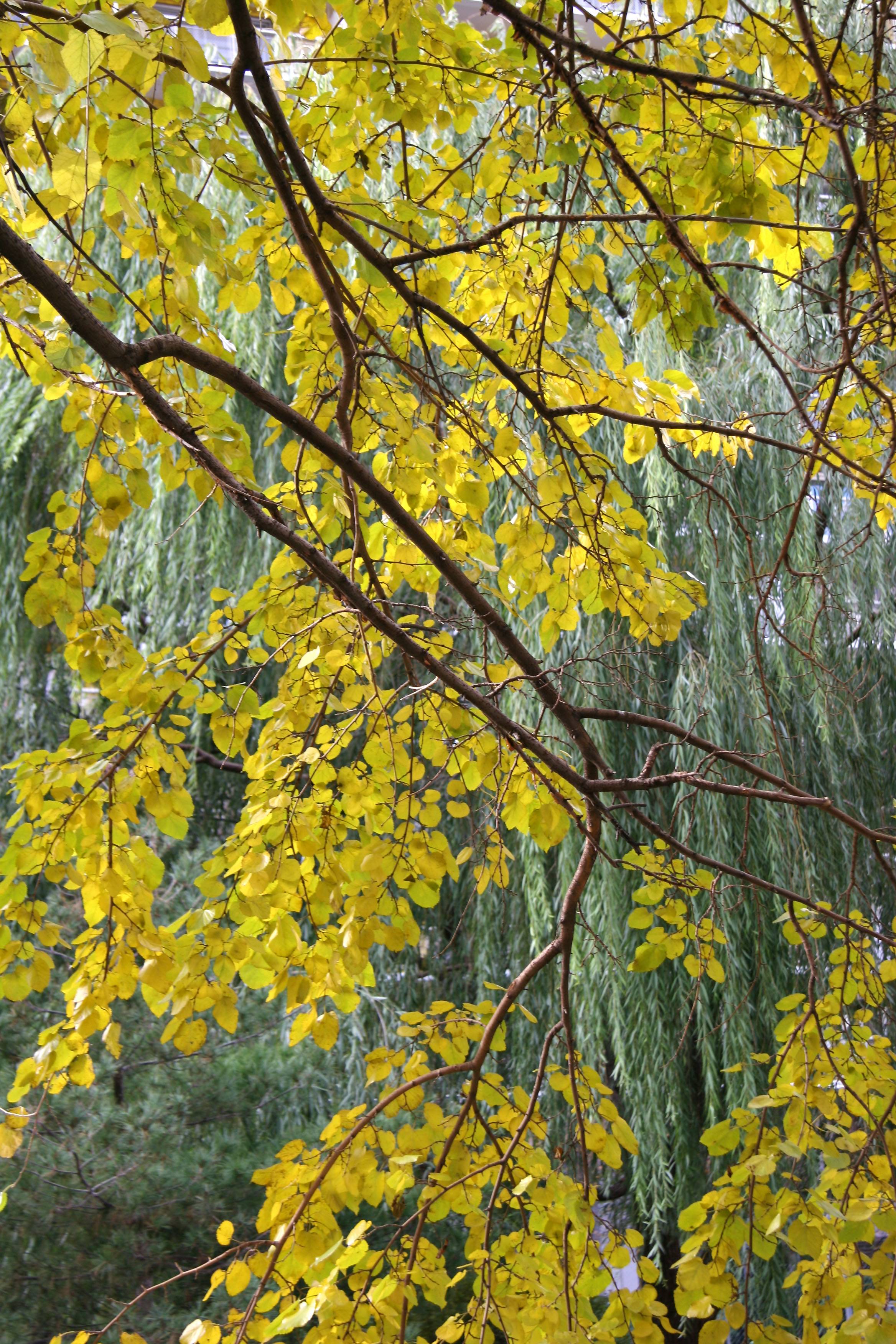 Mulberry  & Willow Foliage