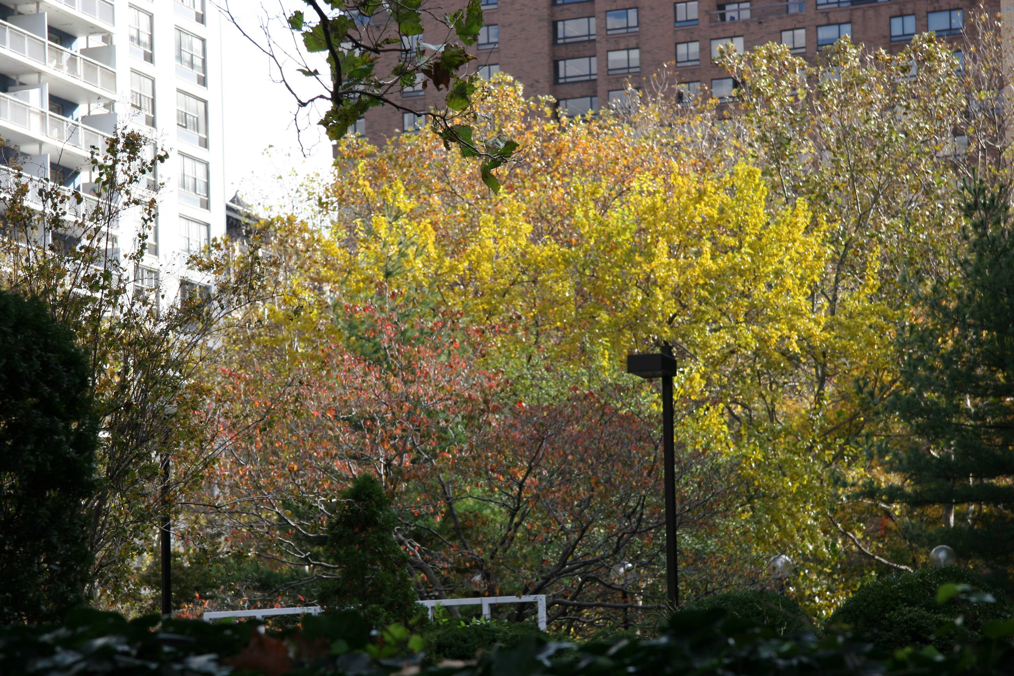 Mulberry Foliage
