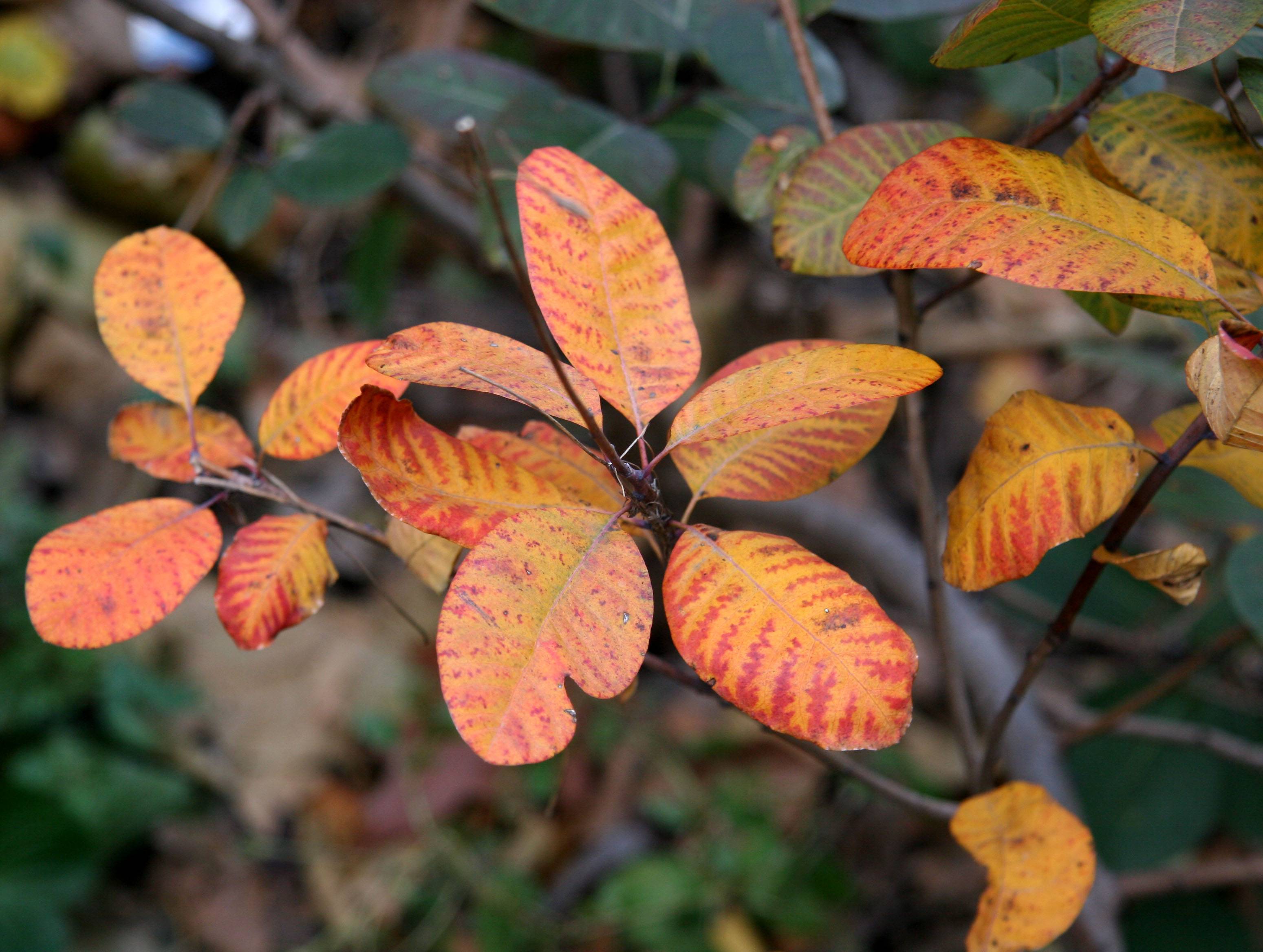 Smoke Tree Foliage