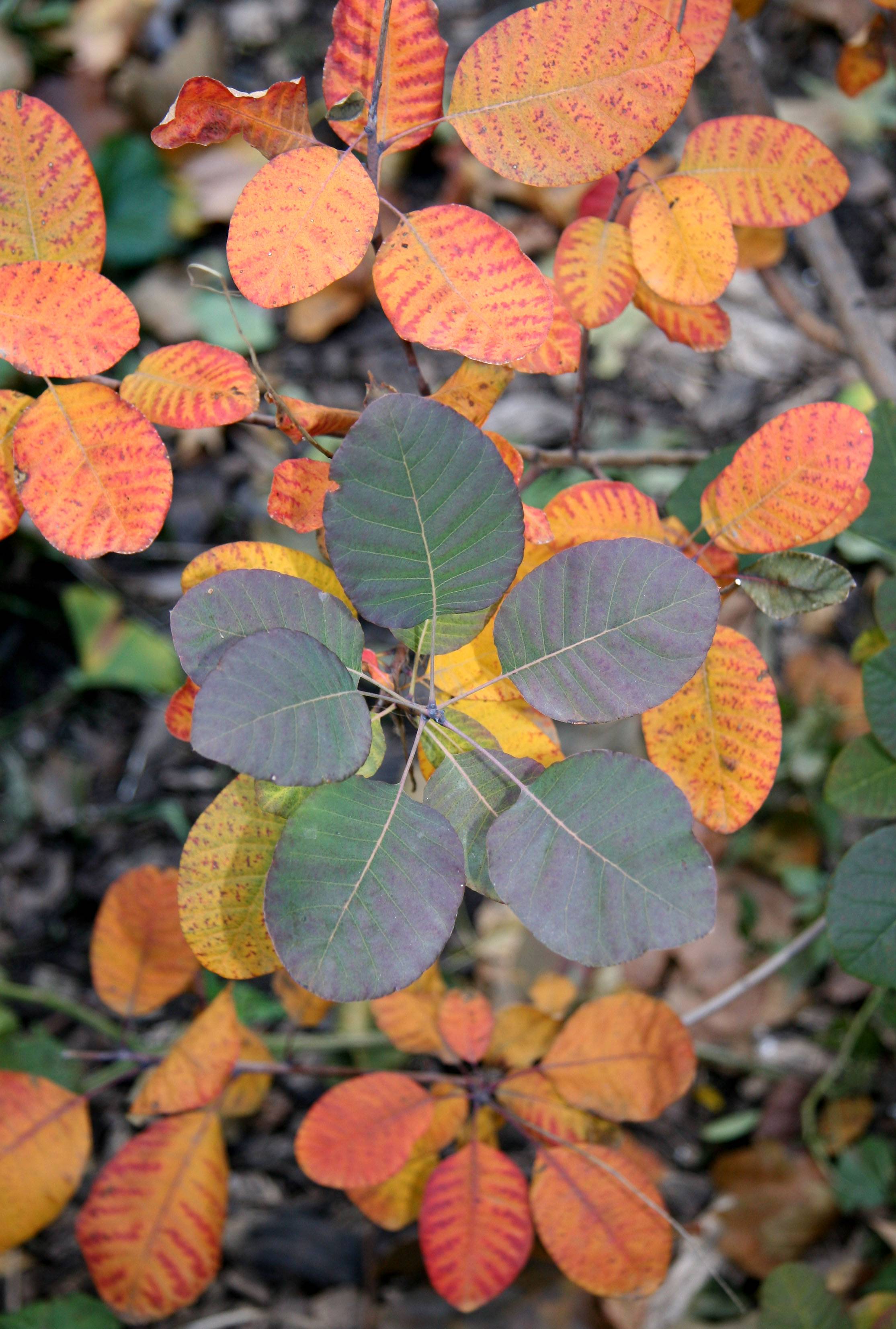 Smoke Tree Foliage