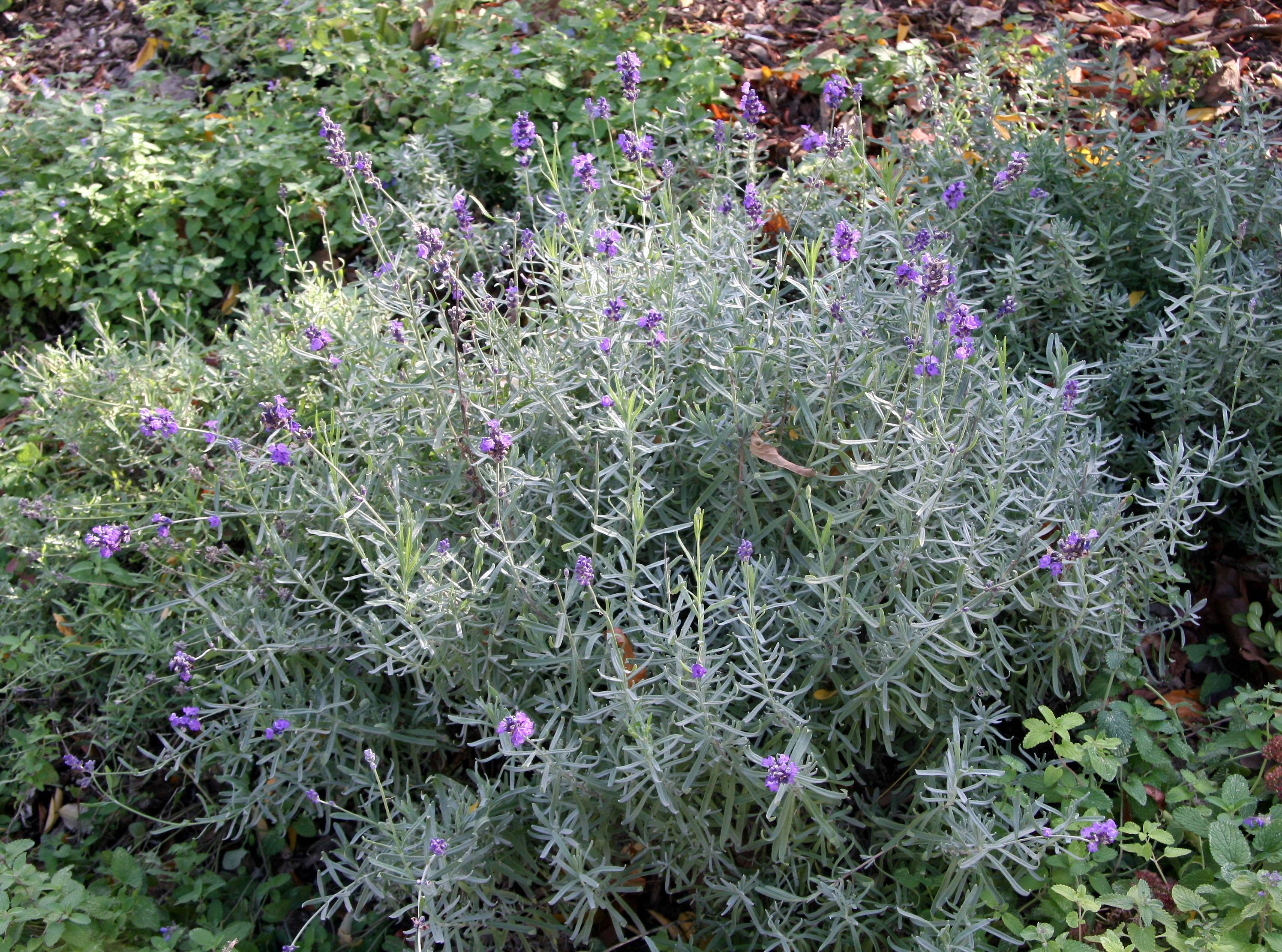 Lavender