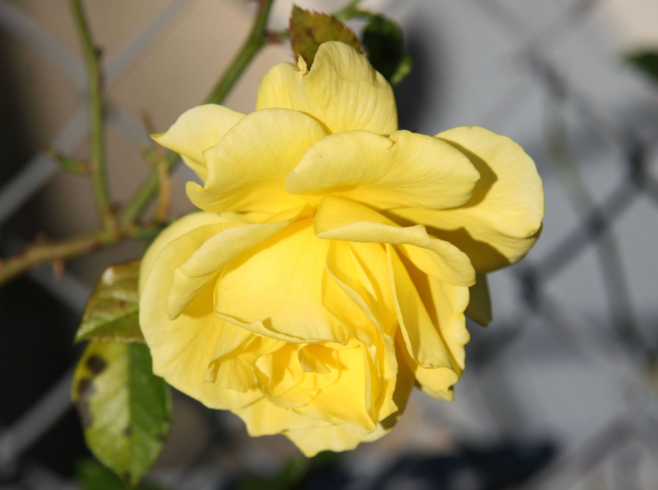 Yellow Rose