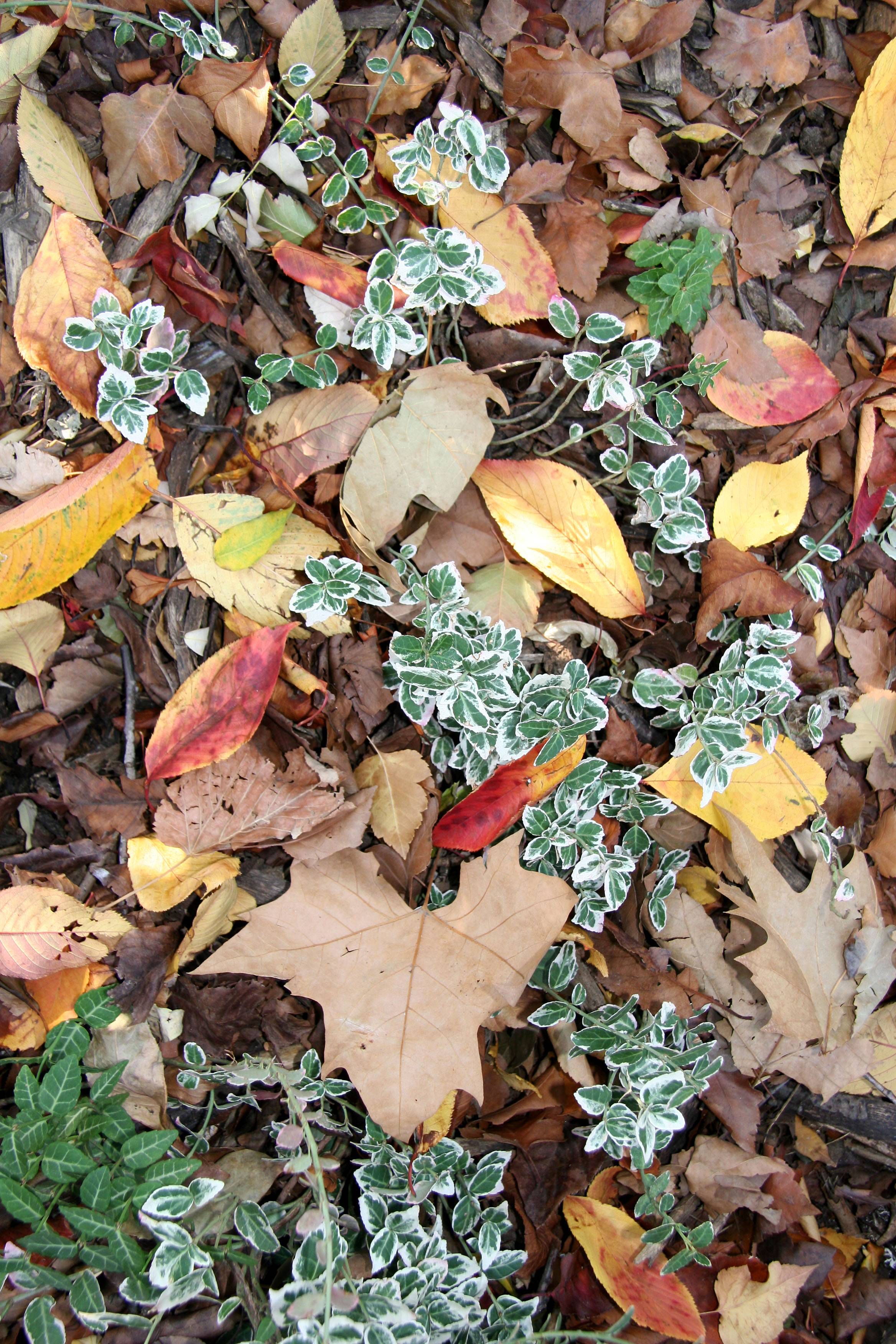 Ground Foliage