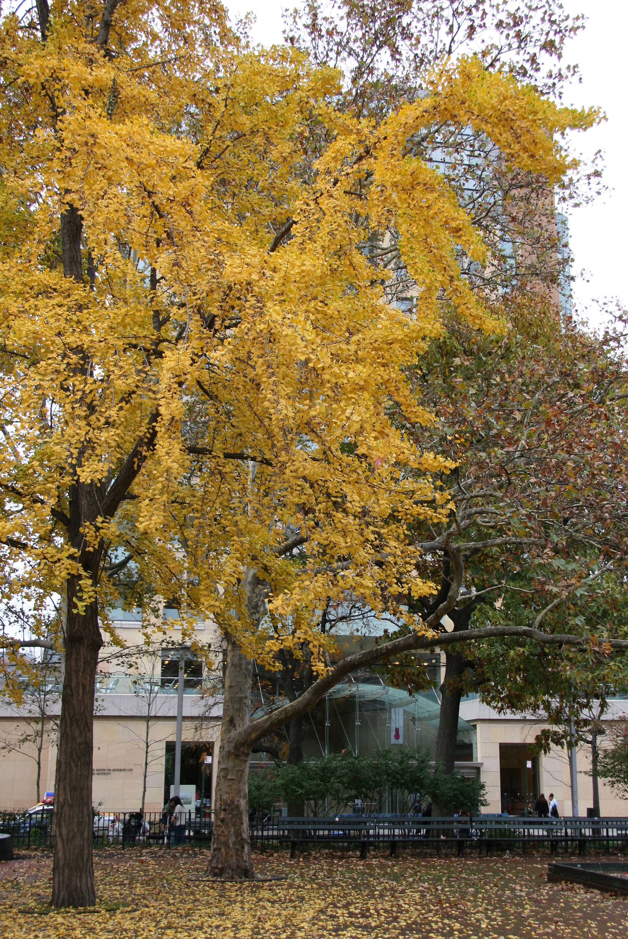 Ginkgo Tree & NYU Student Center