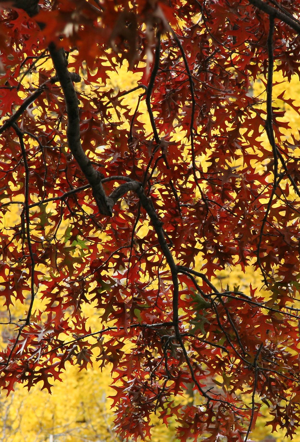 Oak & Ginkgo Foliage at NYU Law School