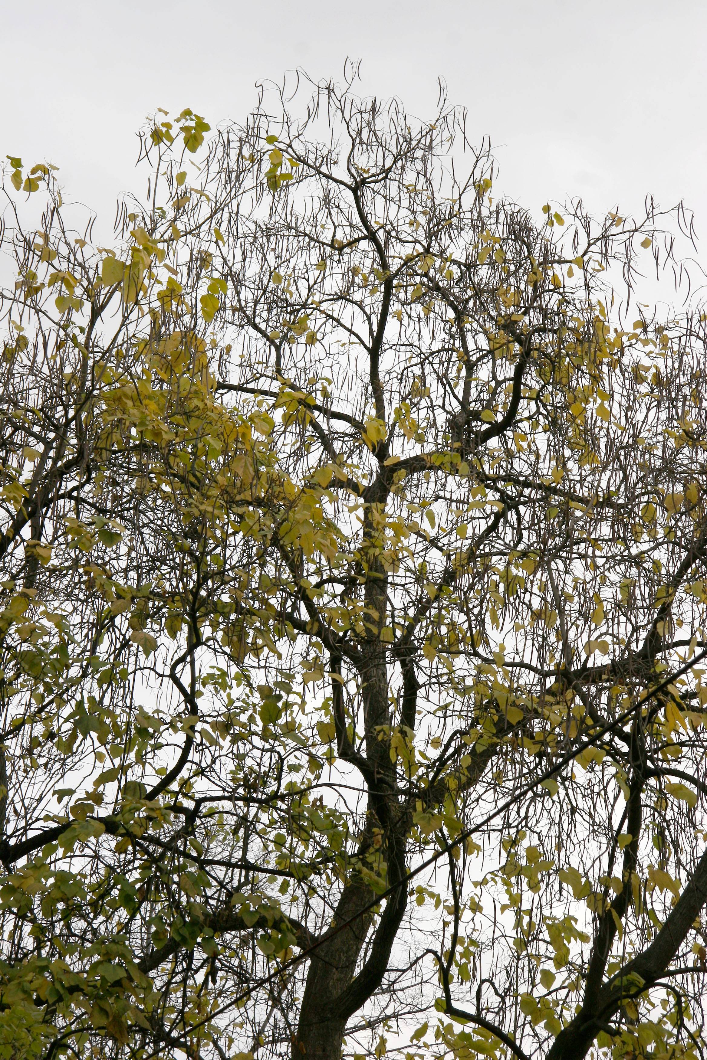 Catalpa Tree Chandelier & Foliage