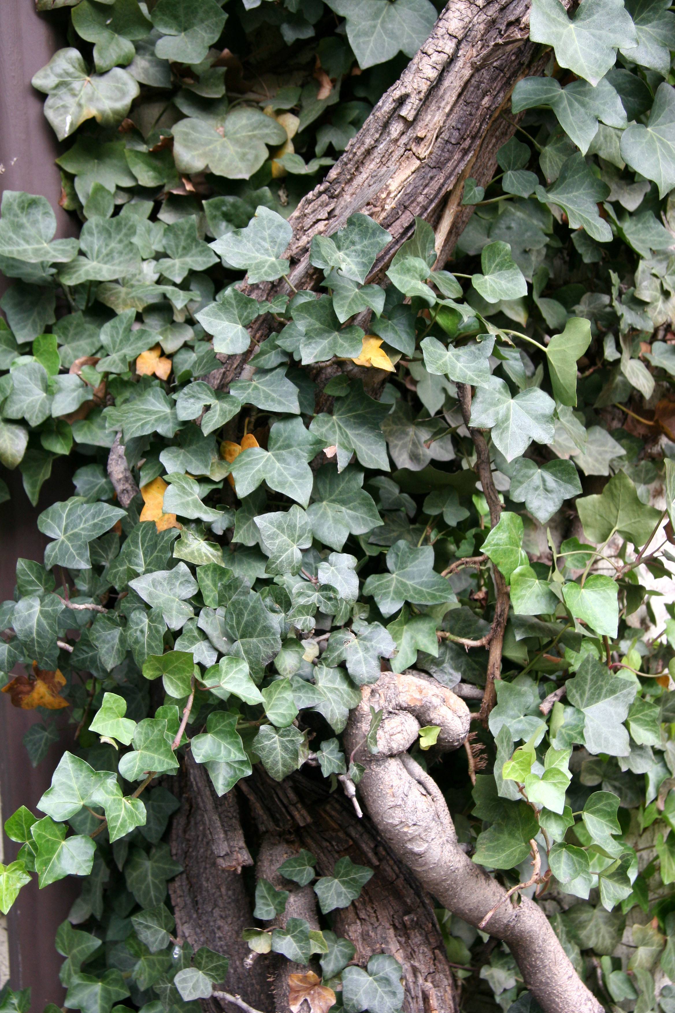 Ivy & Wisteria Vine