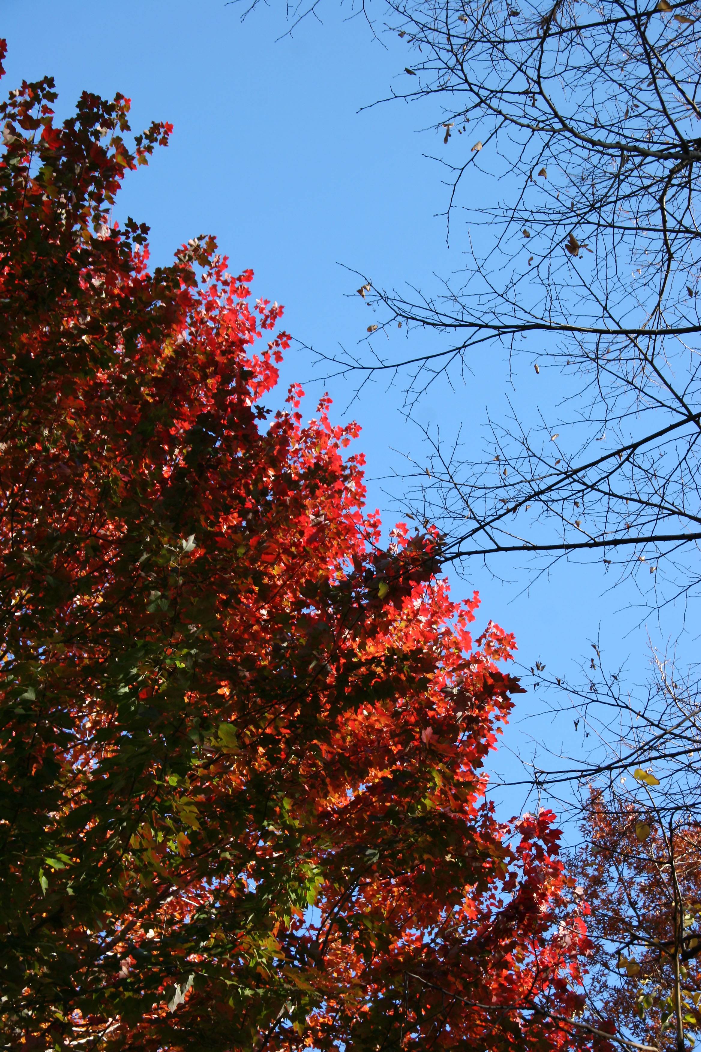 Maple Foliage