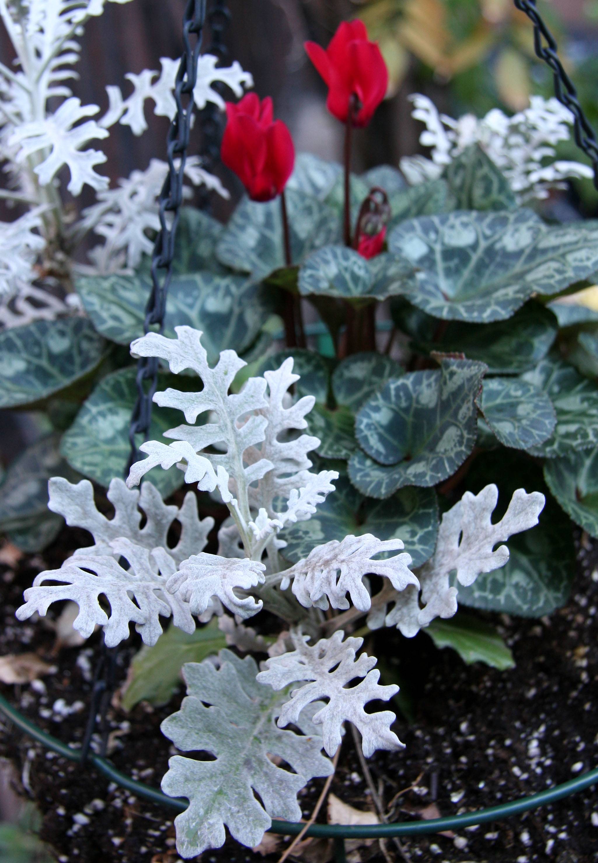 Senecio & Cyclamen