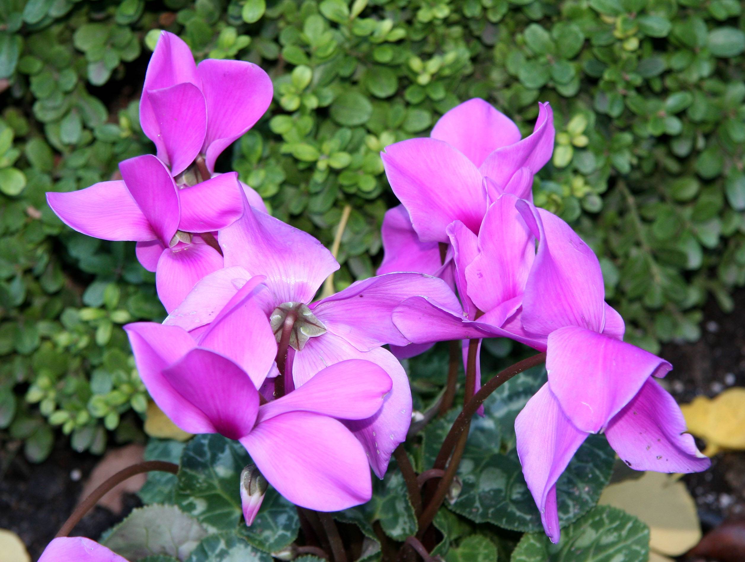 Cyclamen