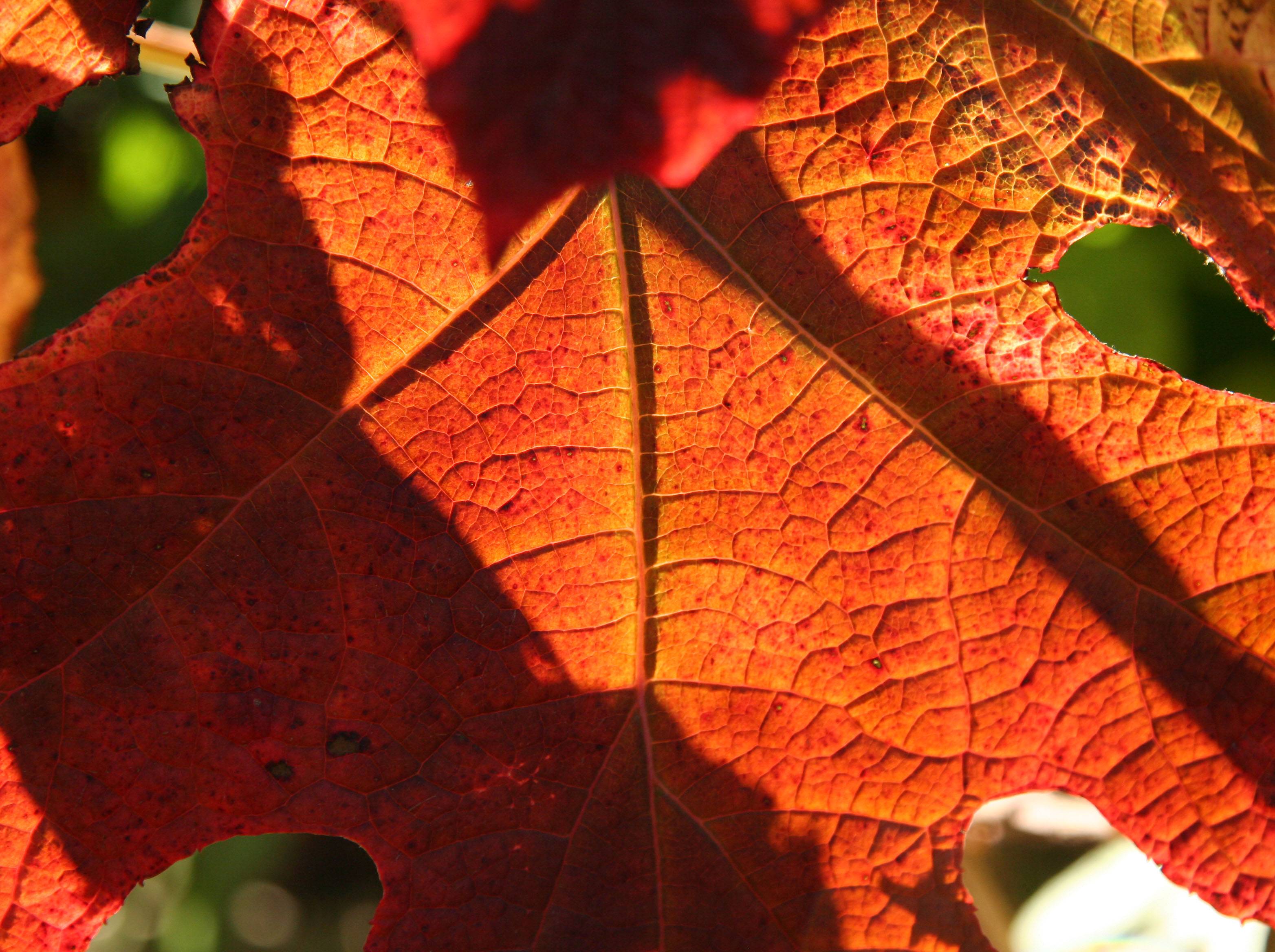 Hydrangea Foliage