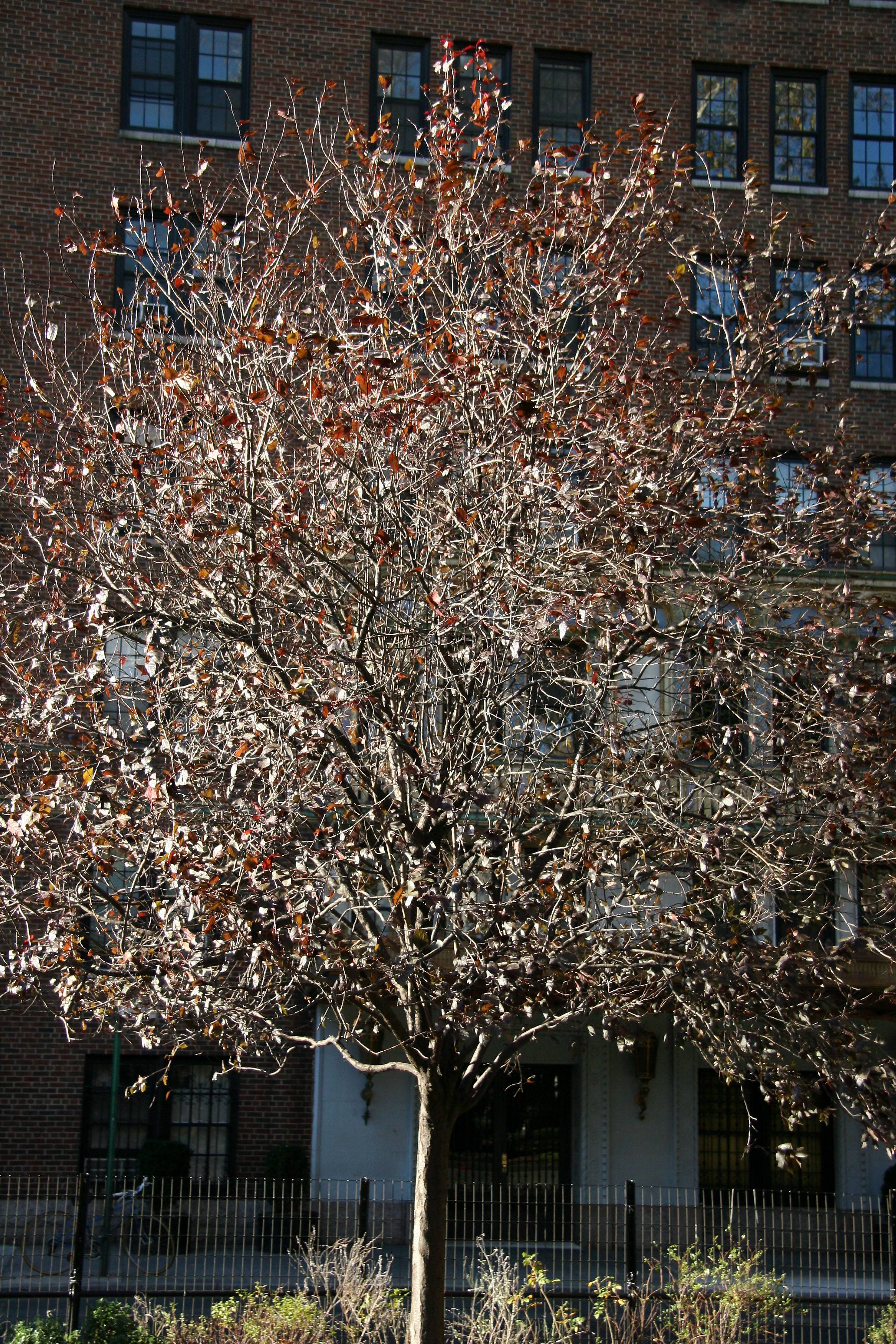 Cherry Tree