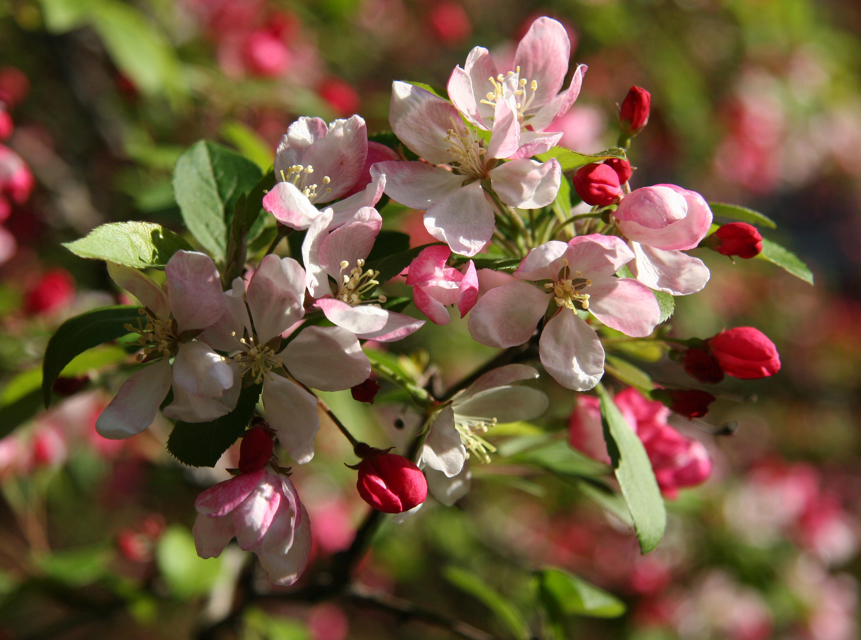 Crab Apple Tree Blossoms