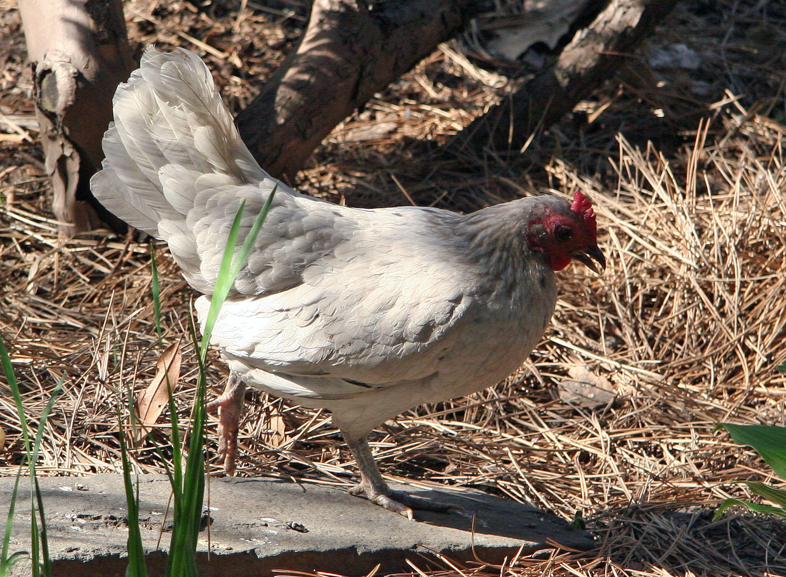 Visiting Hen